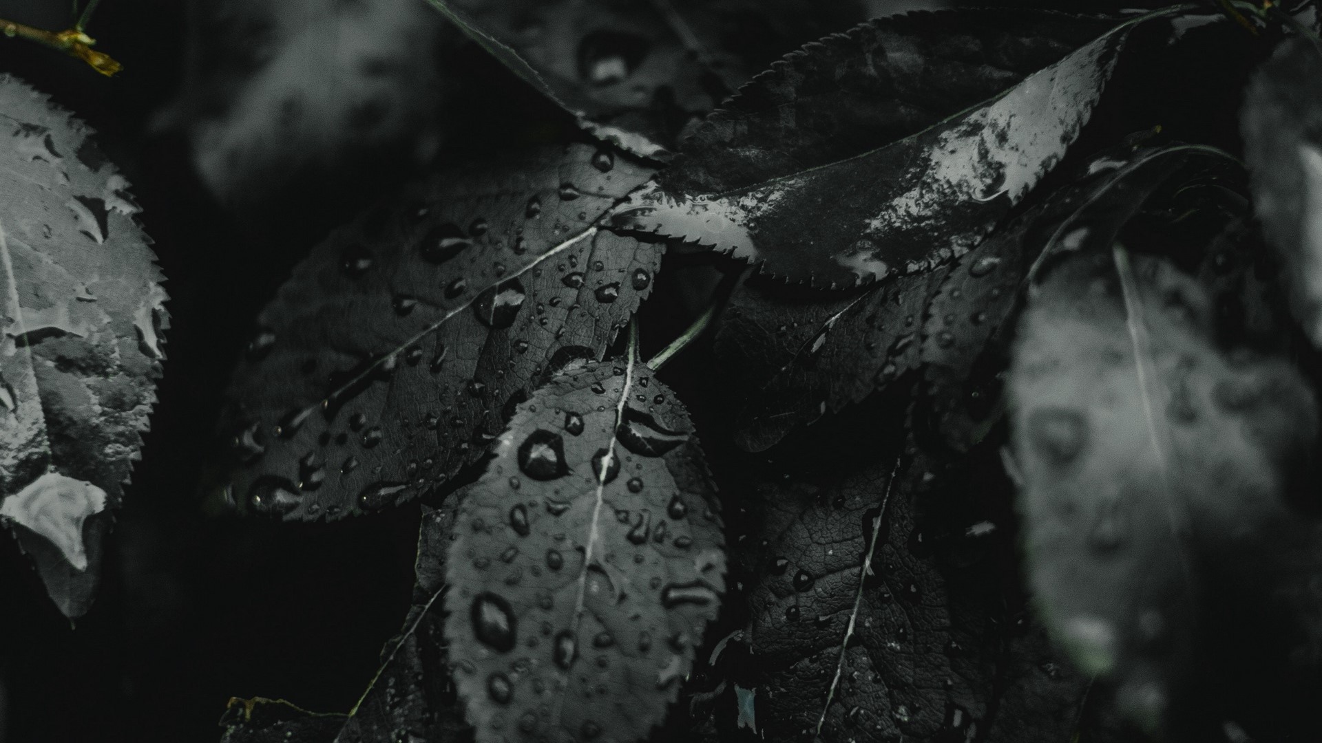 nature, plants, leaves, wet, HD Wallpaper