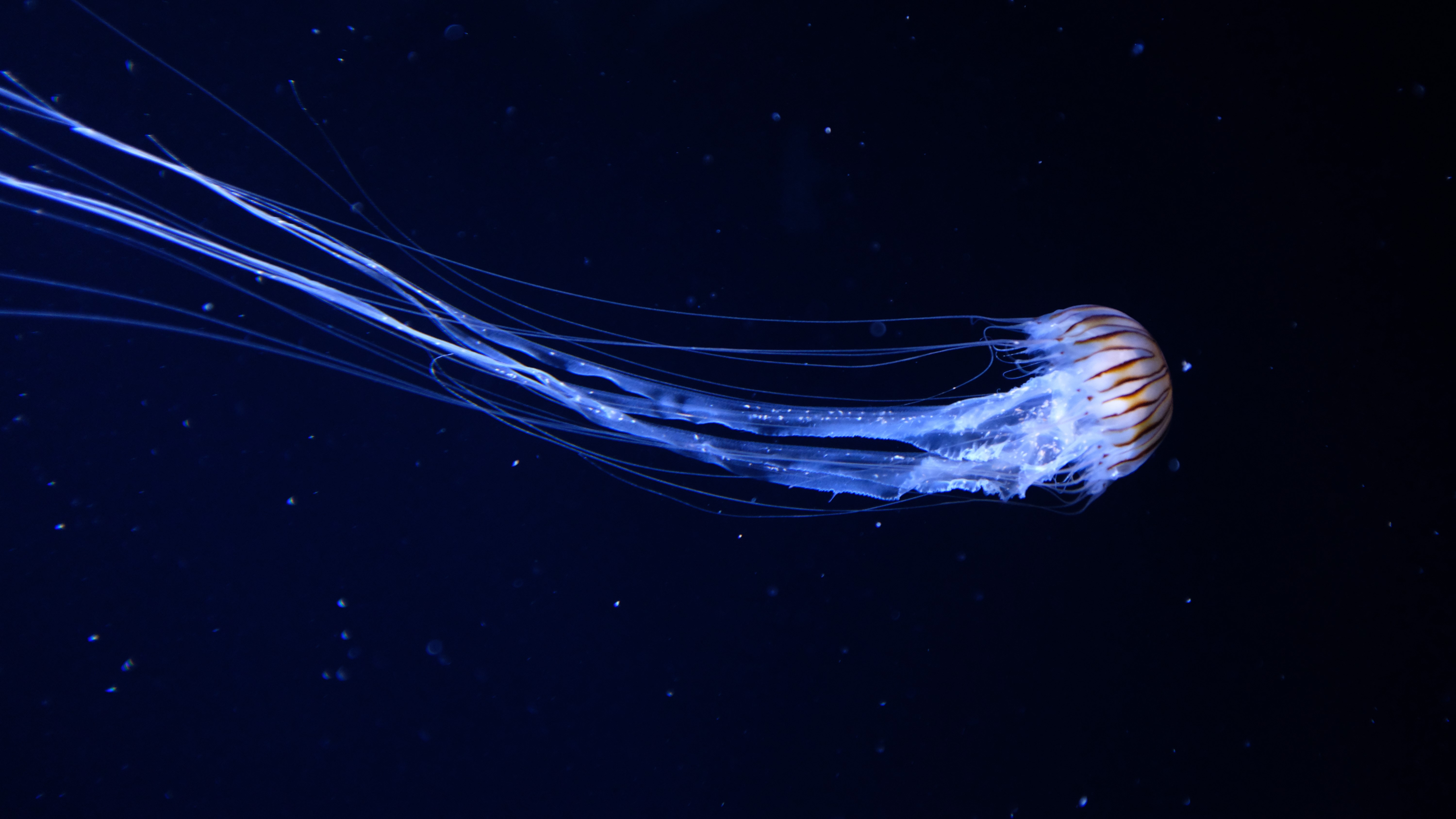 jellyfish, animals, water, photography, blue, HD Wallpaper