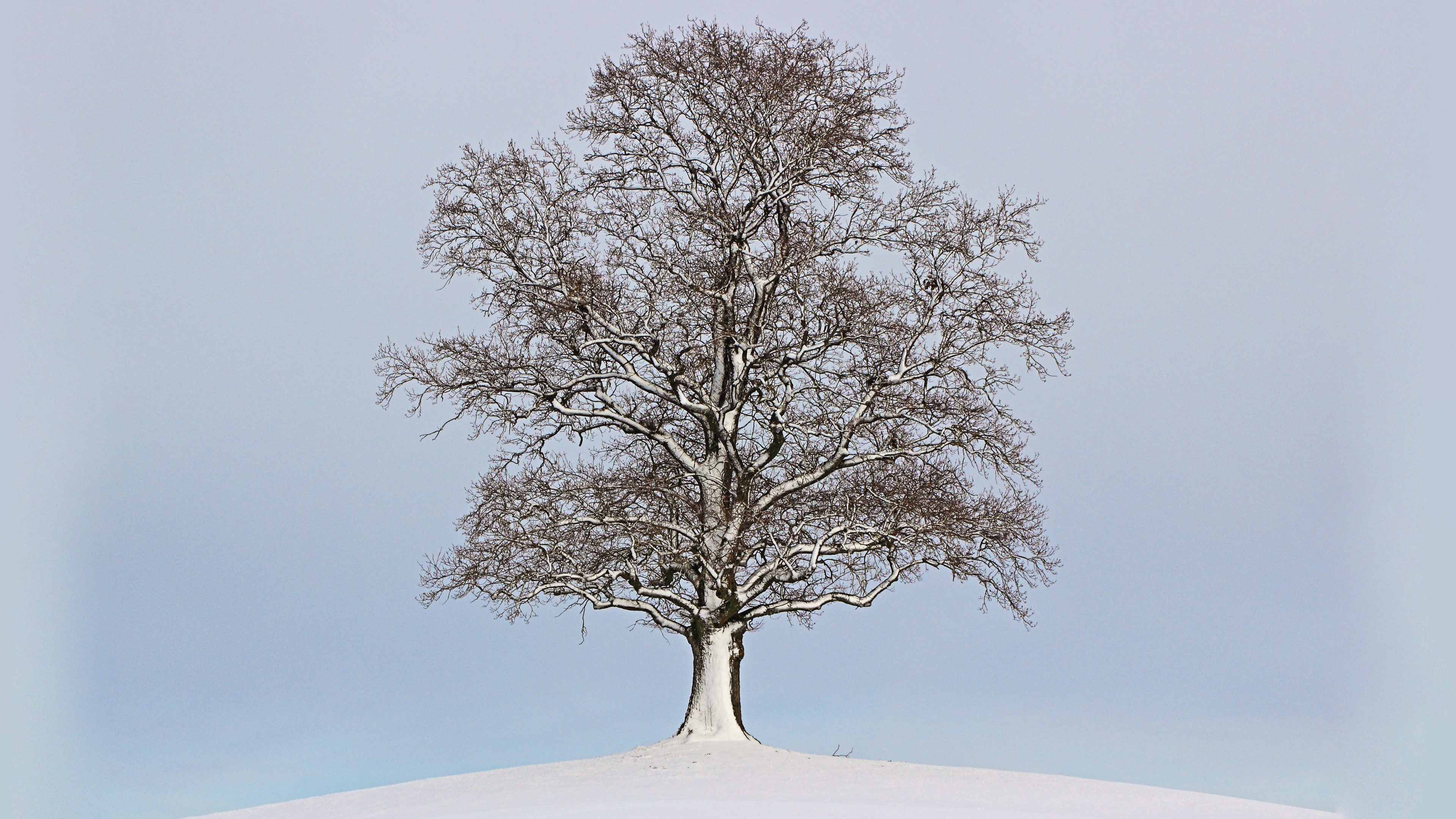 winter, snow, nature, trees, HD Wallpaper