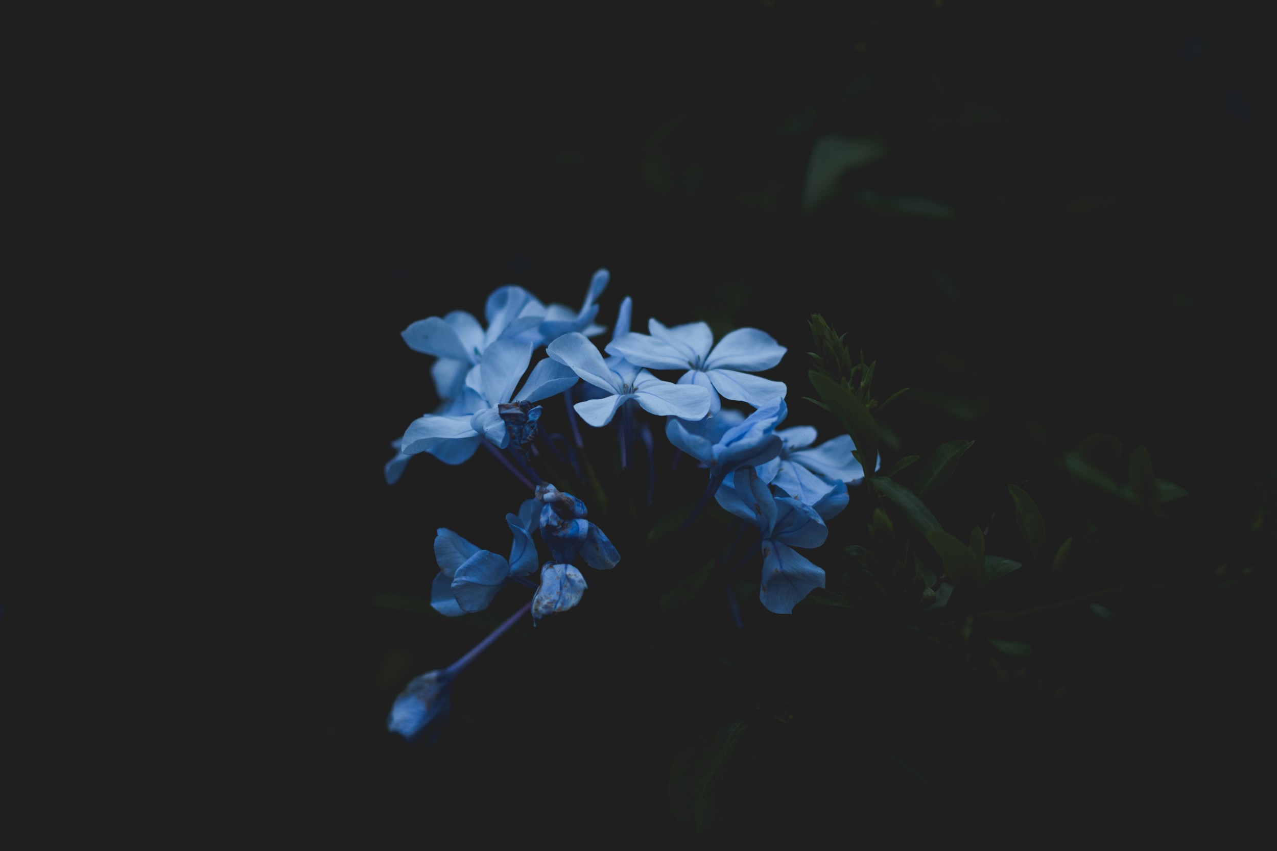 nature, flowers, plants, blue, HD Wallpaper