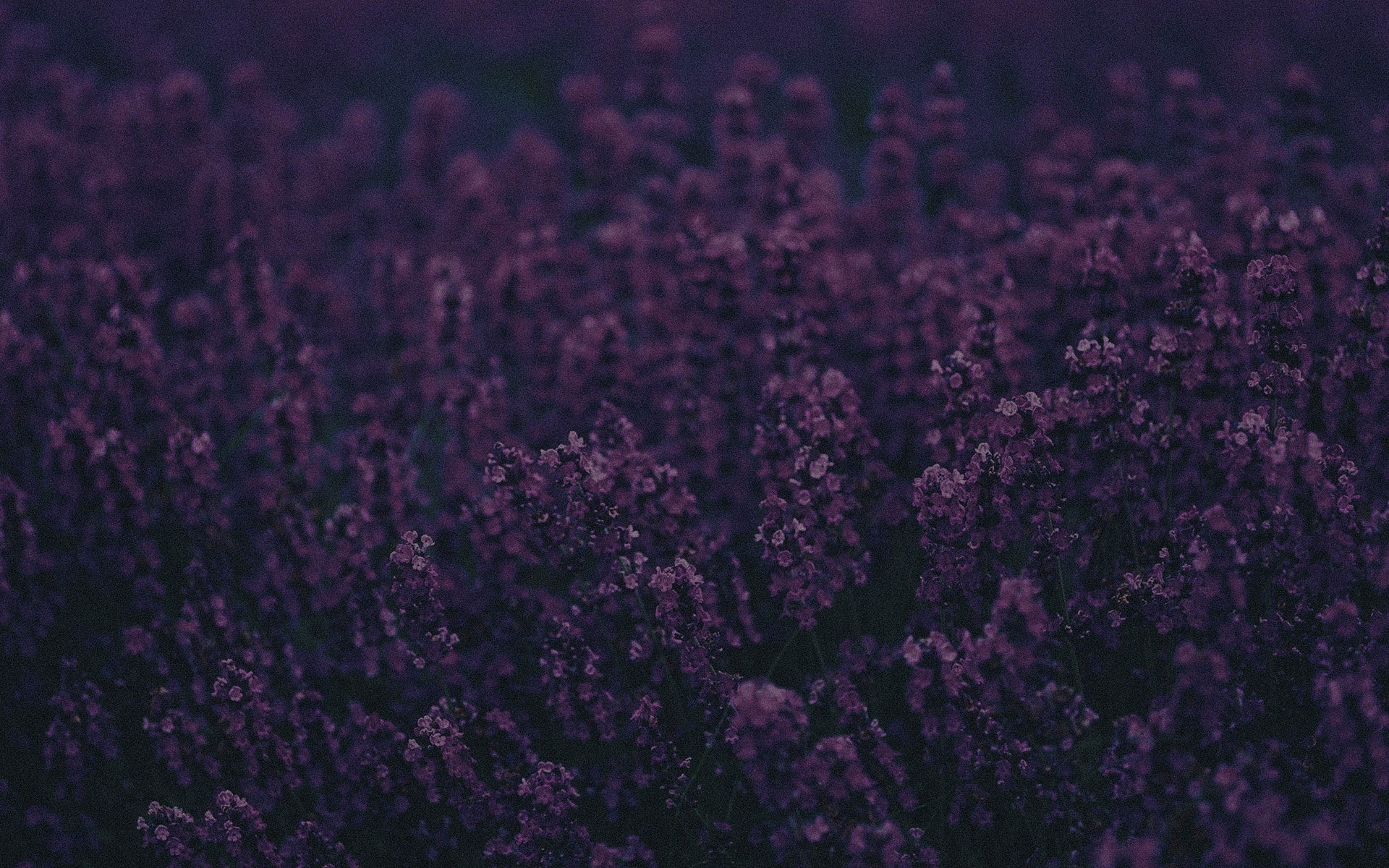nature, flowers, lavender, HD Wallpaper