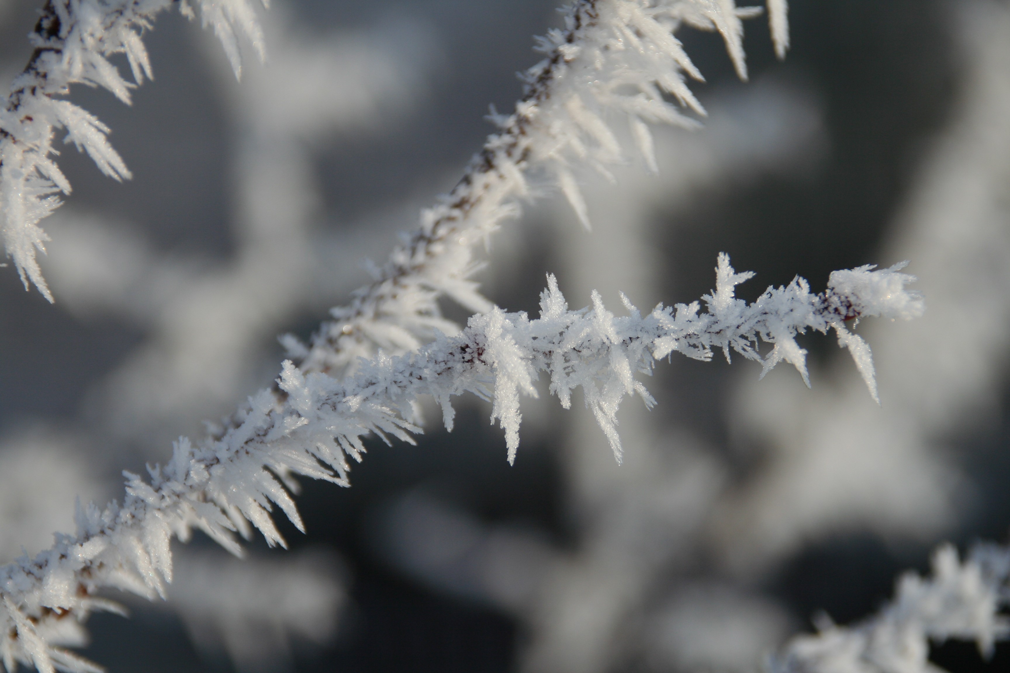winter, nature, plants, ice, HD Wallpaper