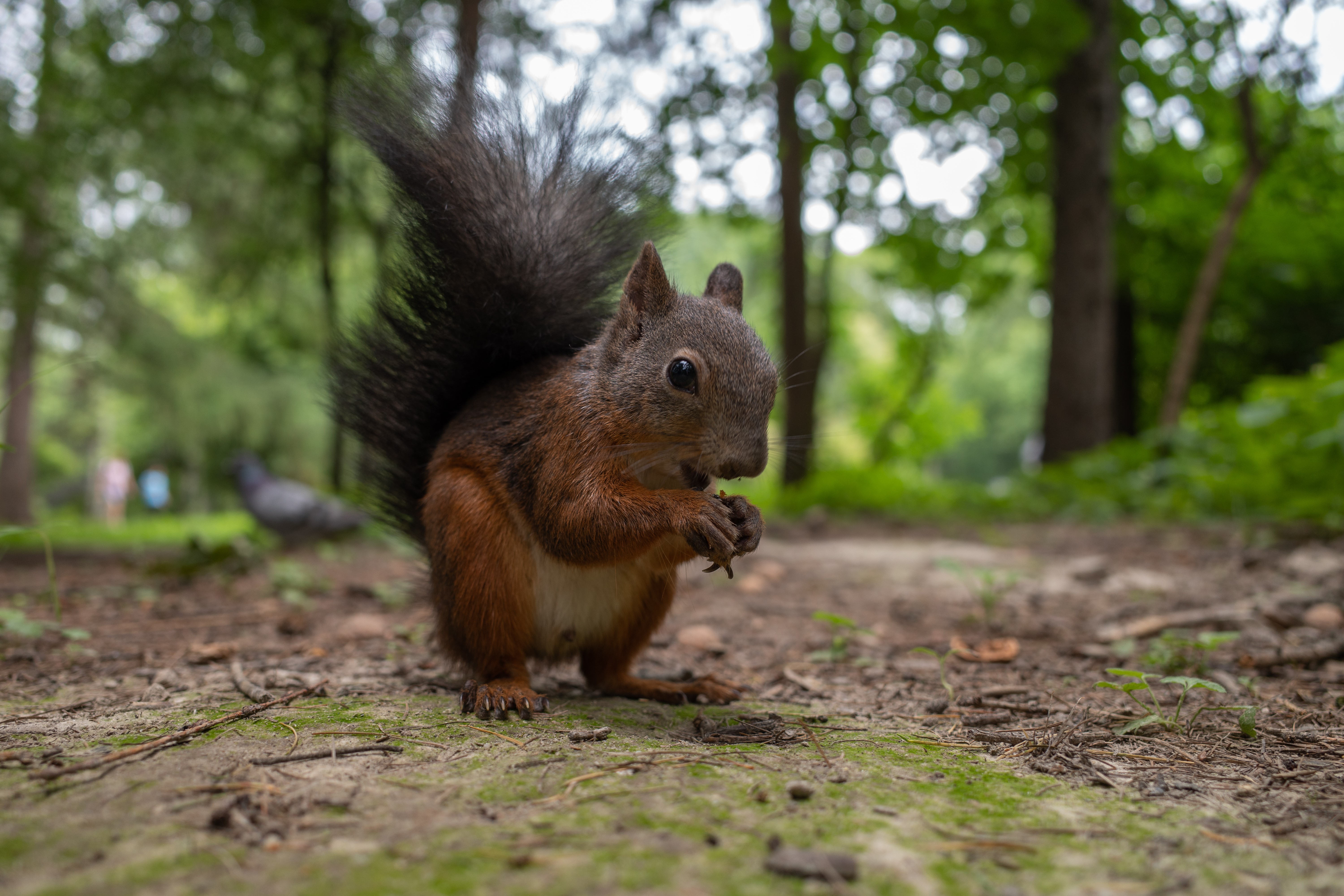 squirrel, animals, nature, HD Wallpaper