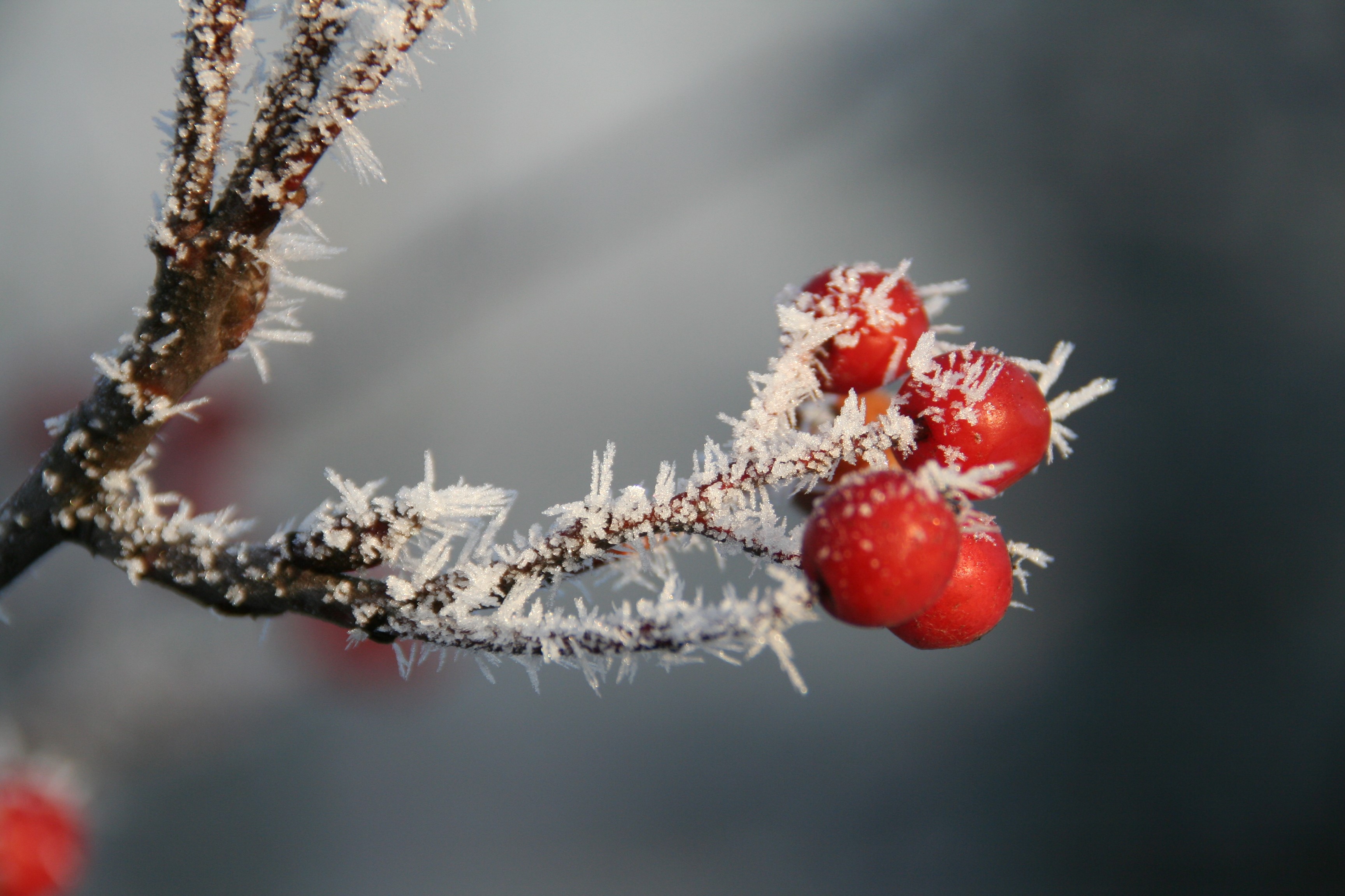 winter, nature, plants, berries, ice, HD Wallpaper