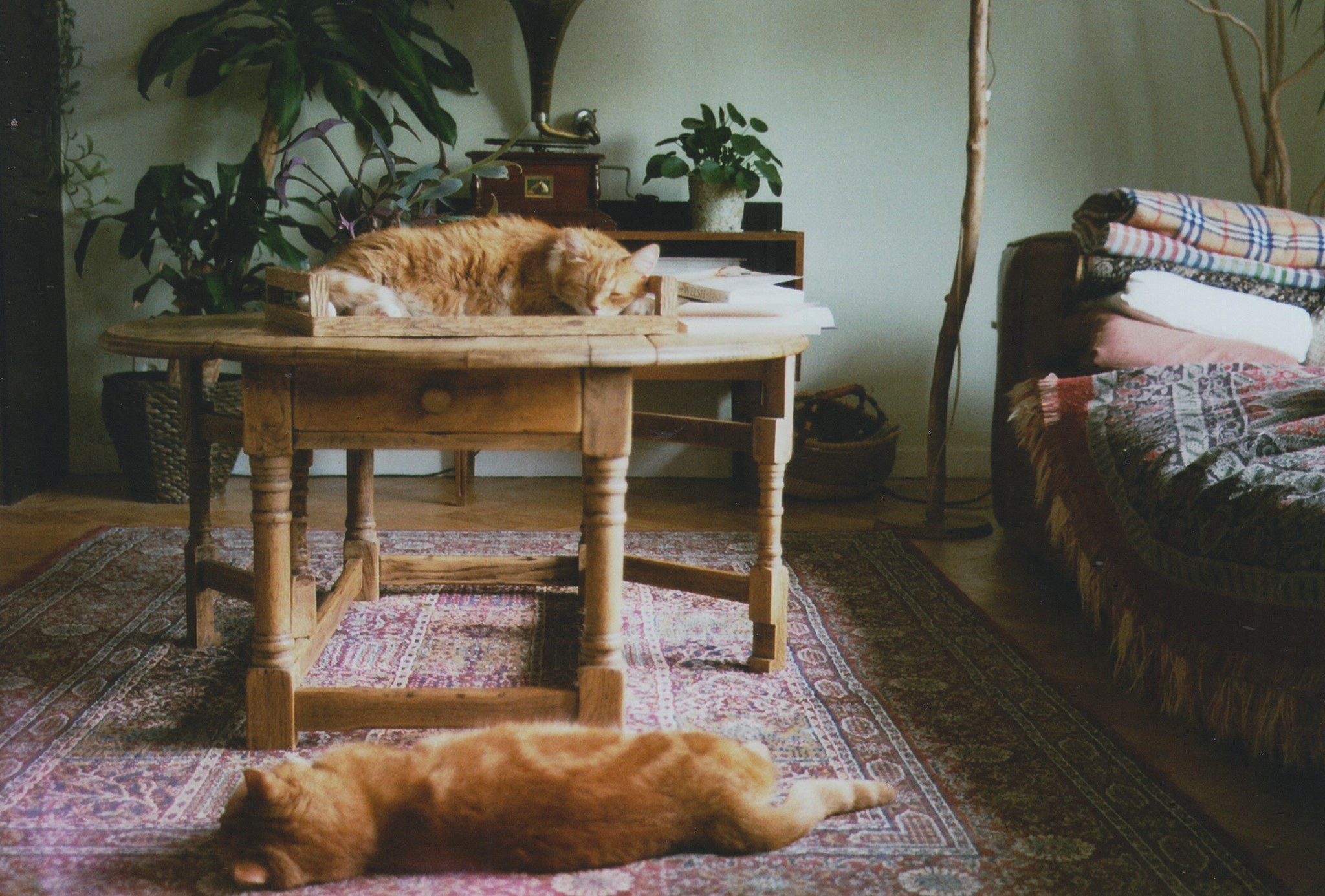 cats, indoors, animals, sleeping, mammals, HD Wallpaper