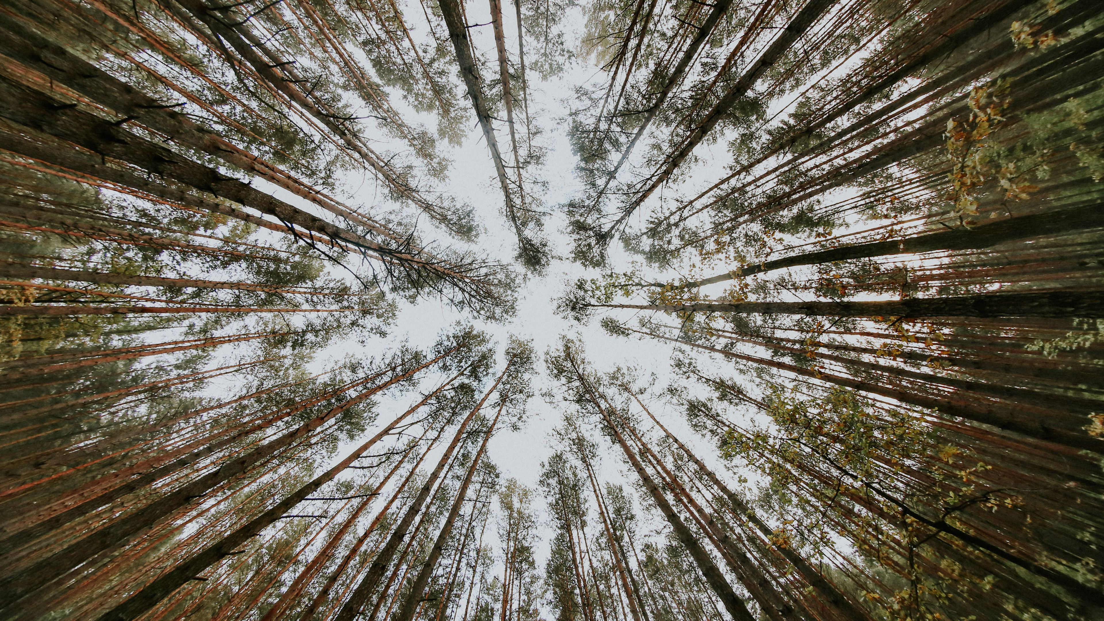 pine, trees, bottom view, 4k, HD Wallpaper