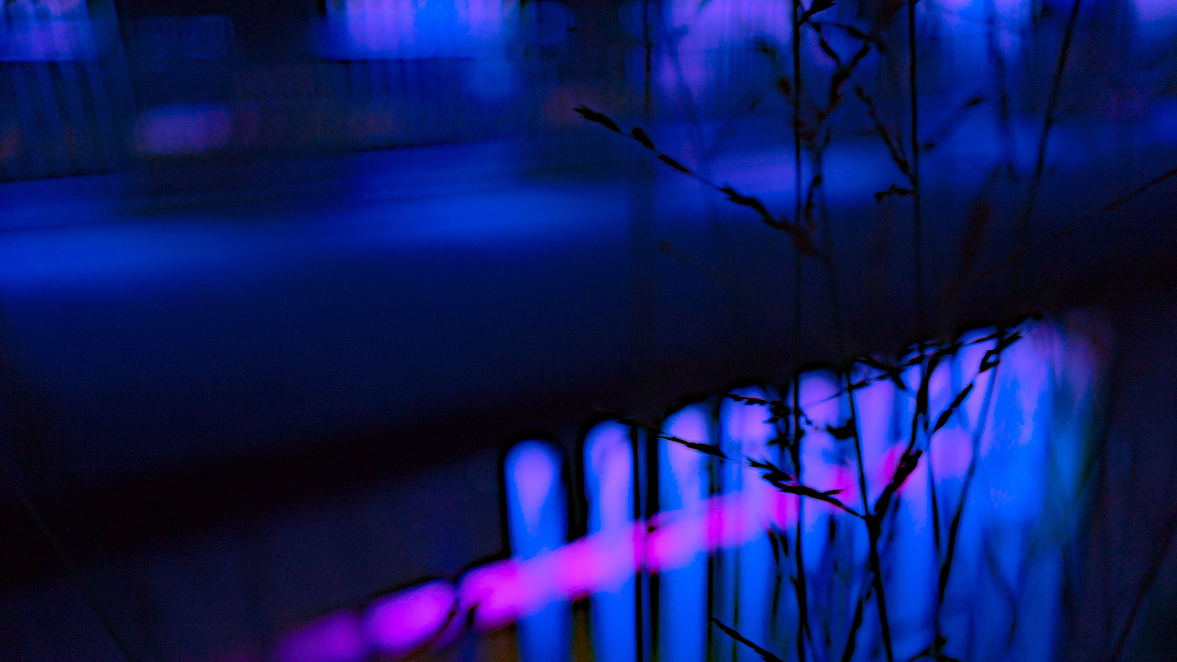 grass, neon, light, macro, blur, 4k, HD Wallpaper