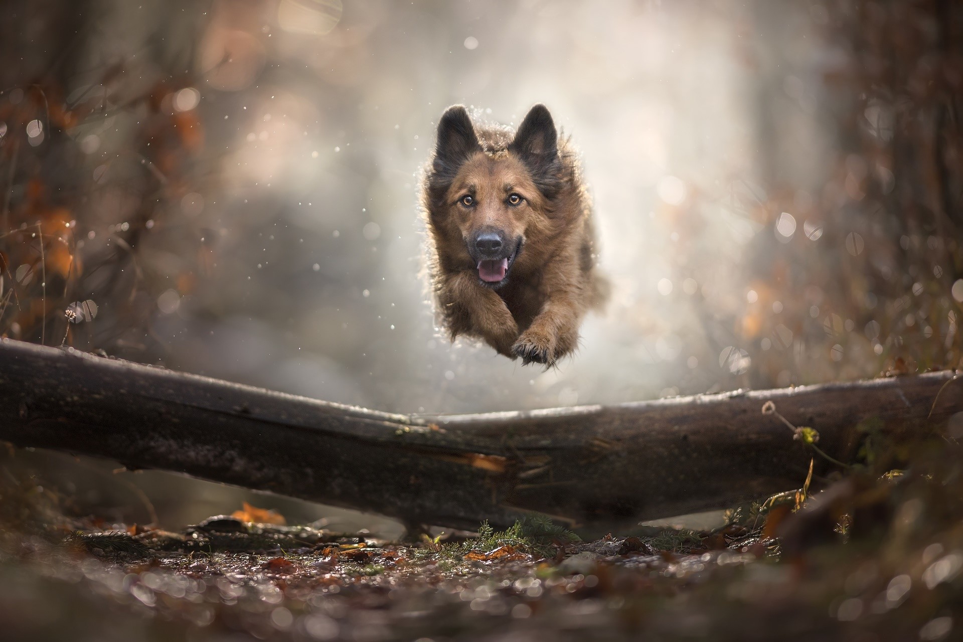 dog, animals, mammals, jumping, outdoors, HD Wallpaper