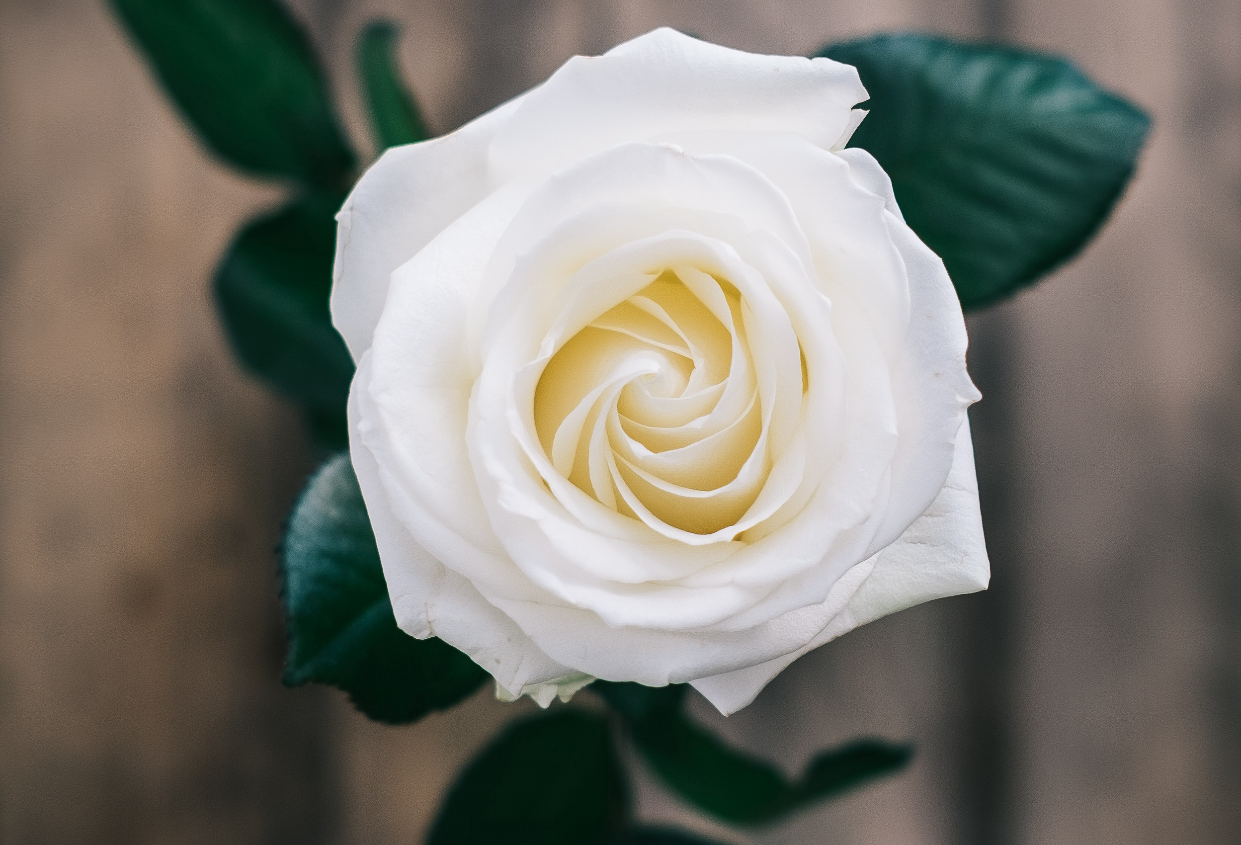 flowers, plants, rose, HD Wallpaper