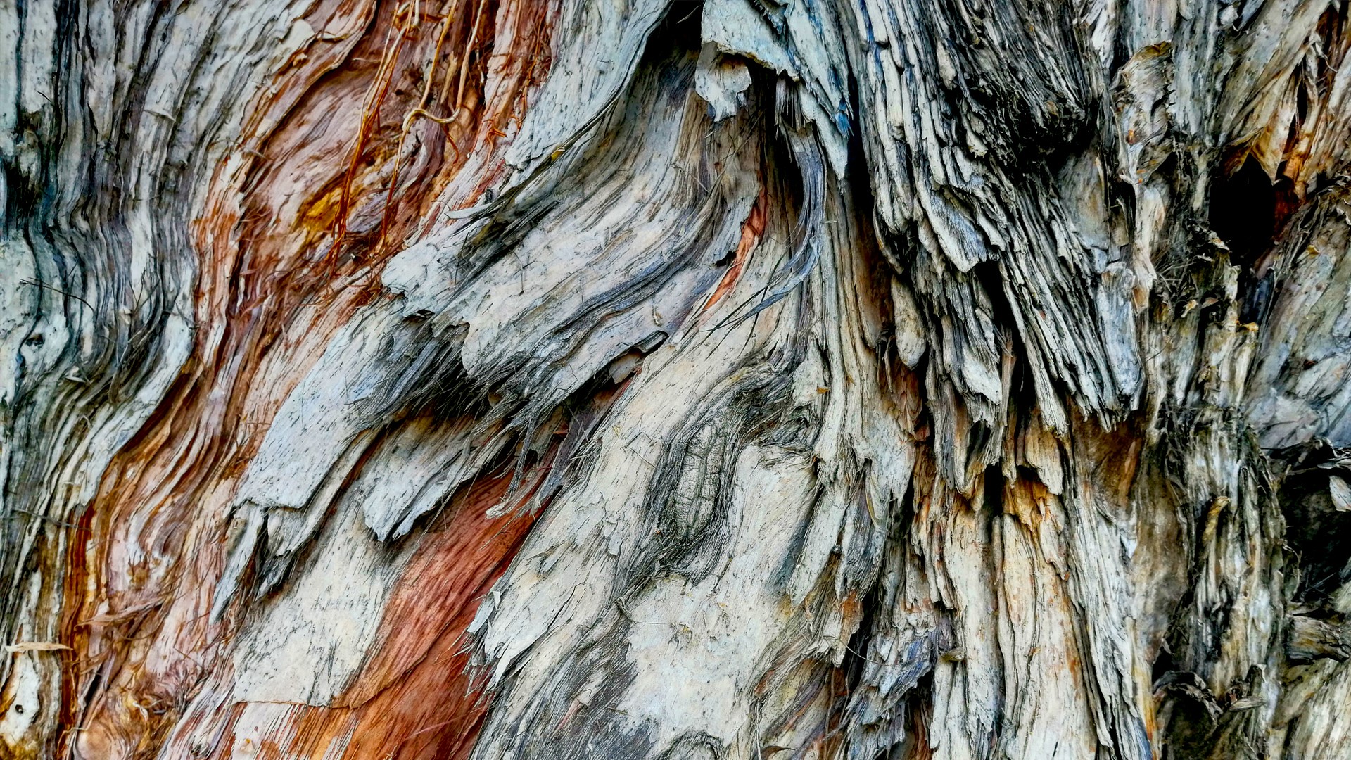 tree stump, wood, outdoors, texture, HD Wallpaper