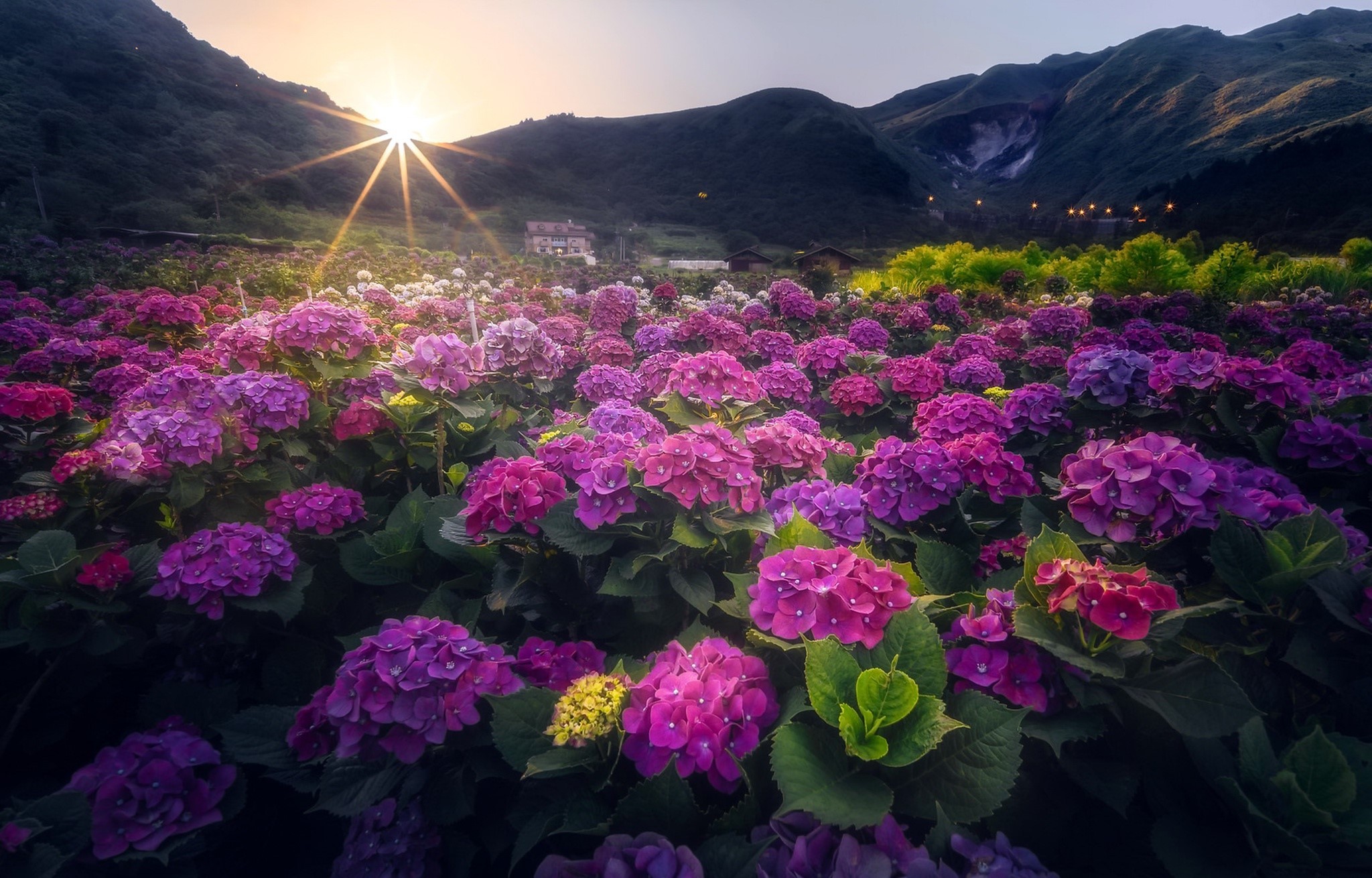 flowers, plants, outdoors, sun rays, HD Wallpaper