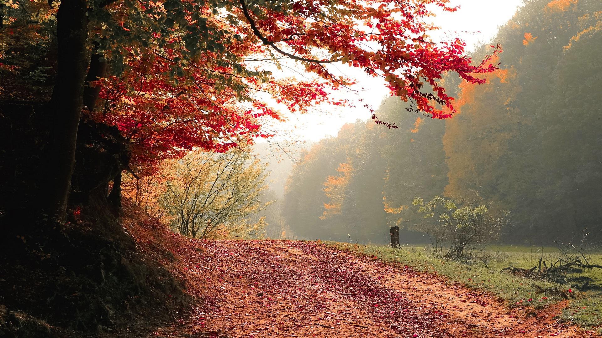 nature, red, trees, path, fall, green, calm, HD Wallpaper