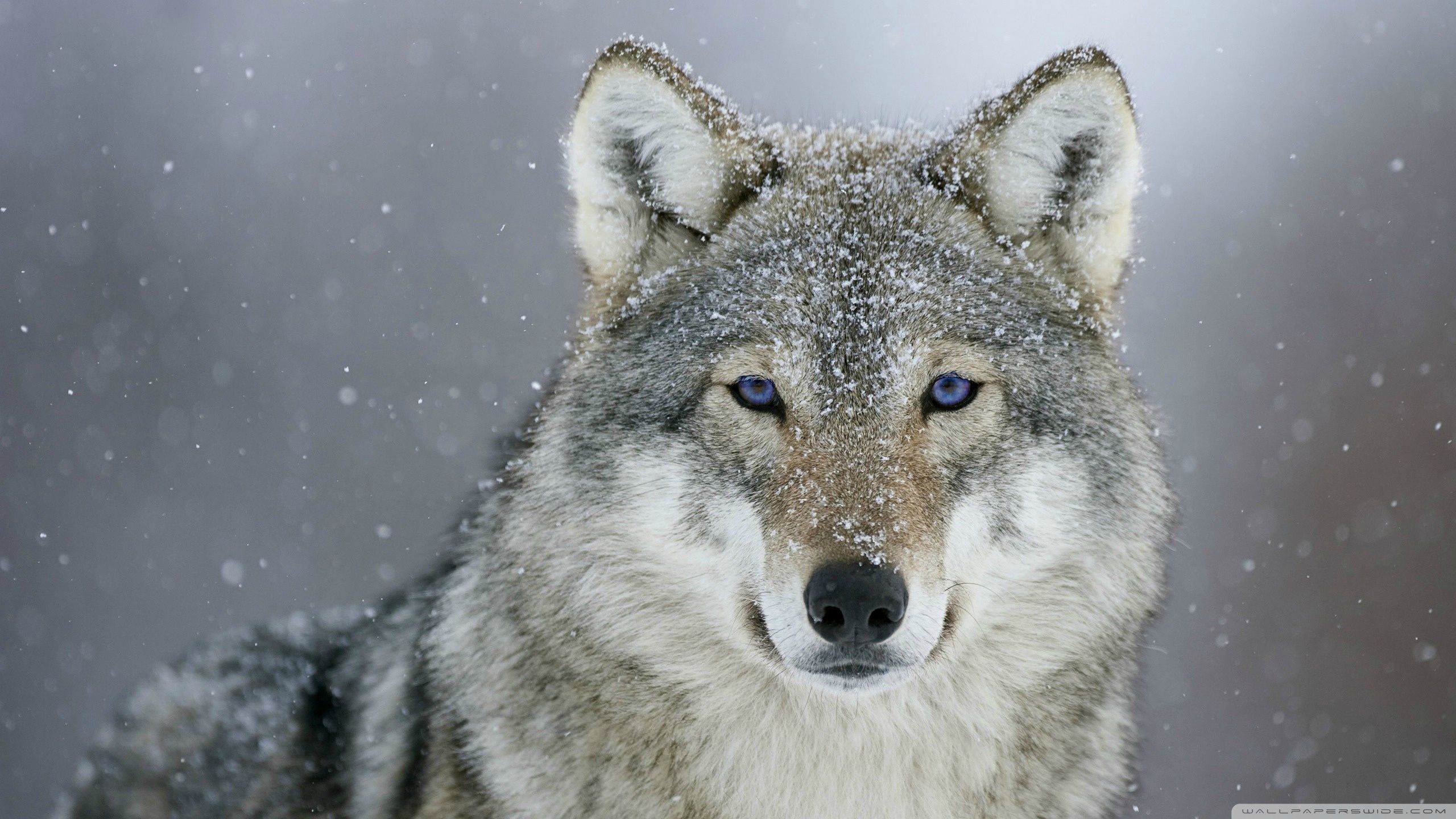 wolf, looking at viewer, animal eyes, HD Wallpaper