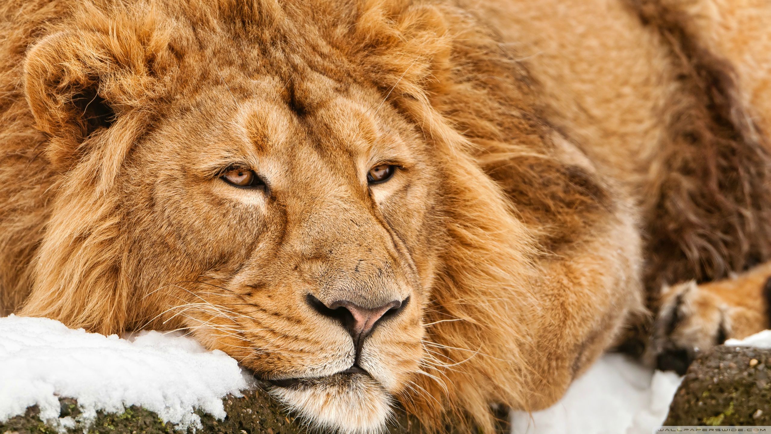 lion, animal eyes, mammals, big cats, animals, HD Wallpaper