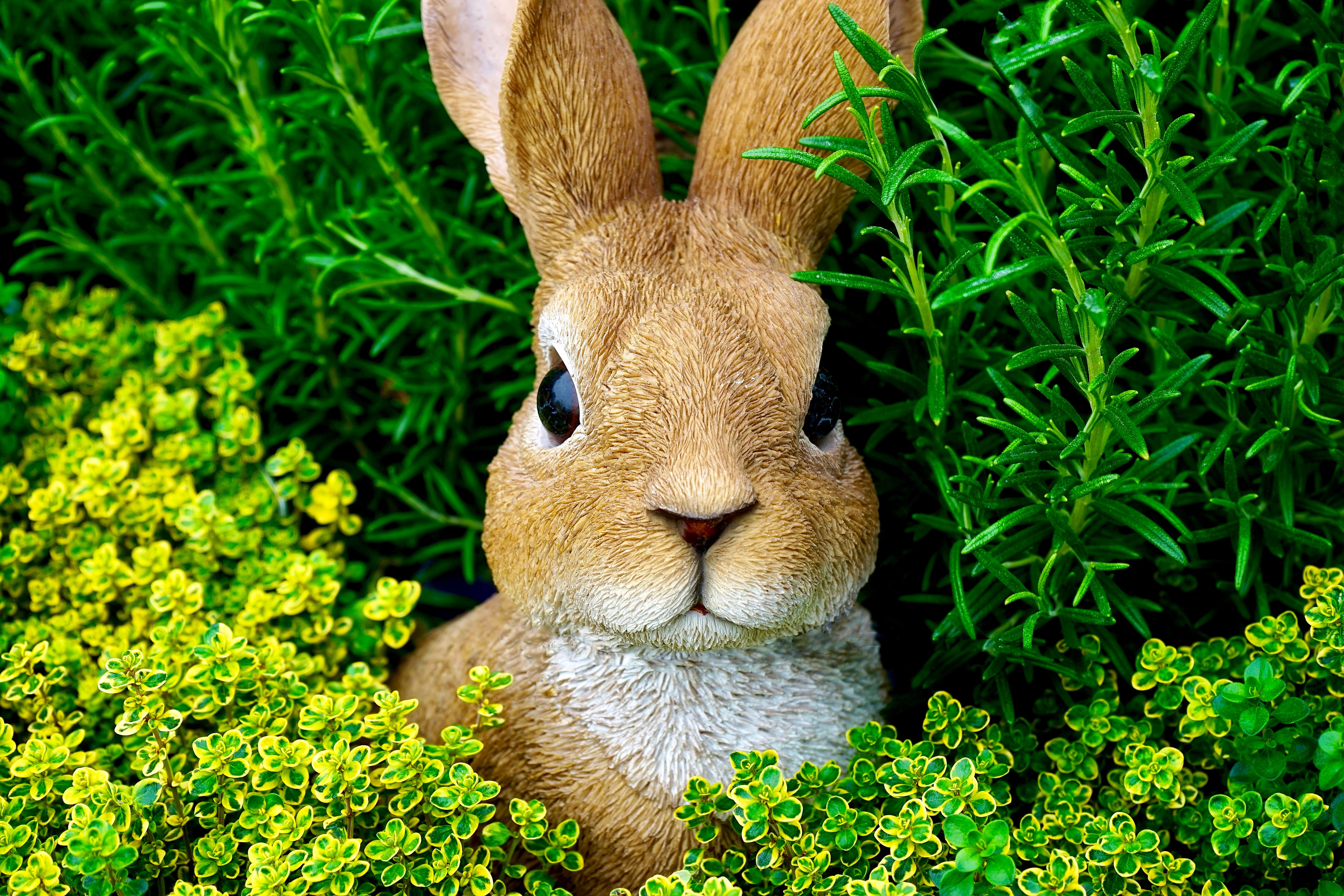 nature, rabbits, statue, leaves, bunny ears, HD Wallpaper