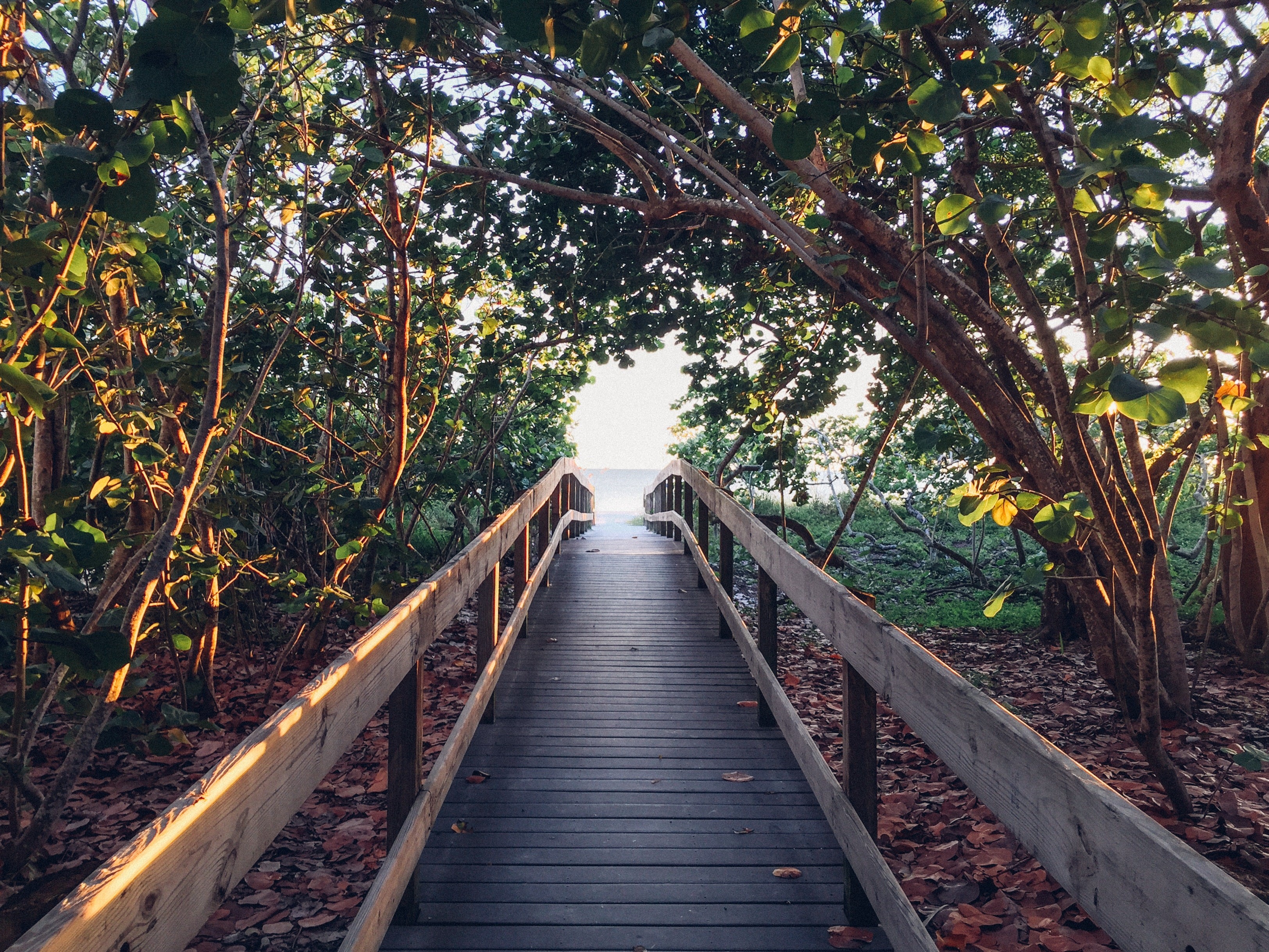 nature, bridge, trees, plants, wood, outdoors, HD Wallpaper
