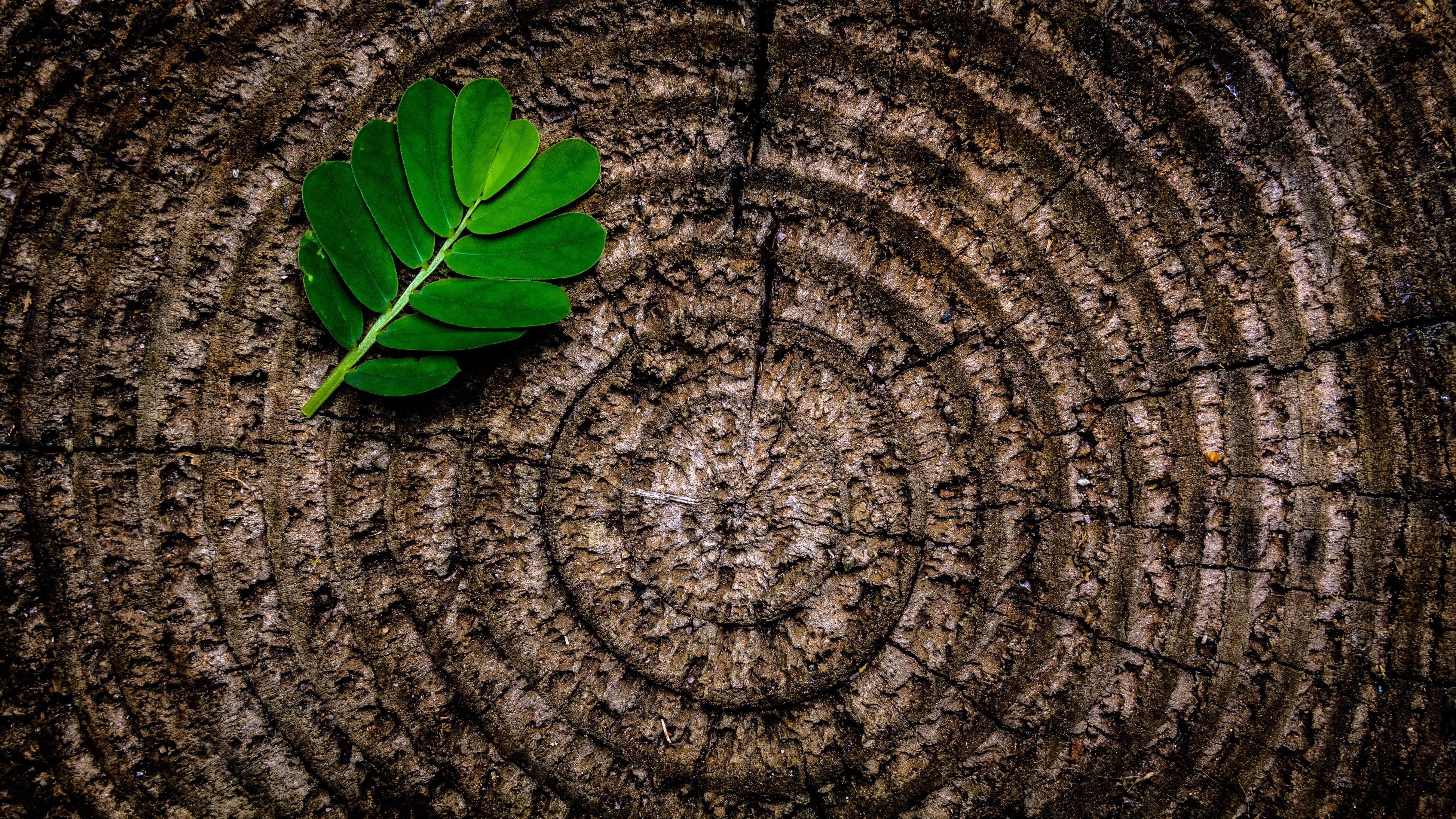 nature, tree stump, wood, leaves, plants, texture, HD Wallpaper