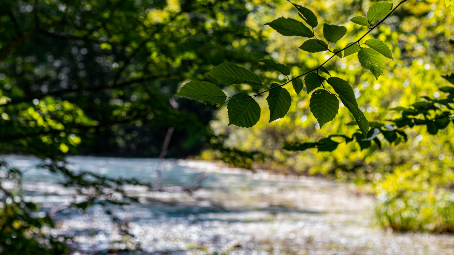 trees, pond, depth of field, leaves, HD Wallpaper