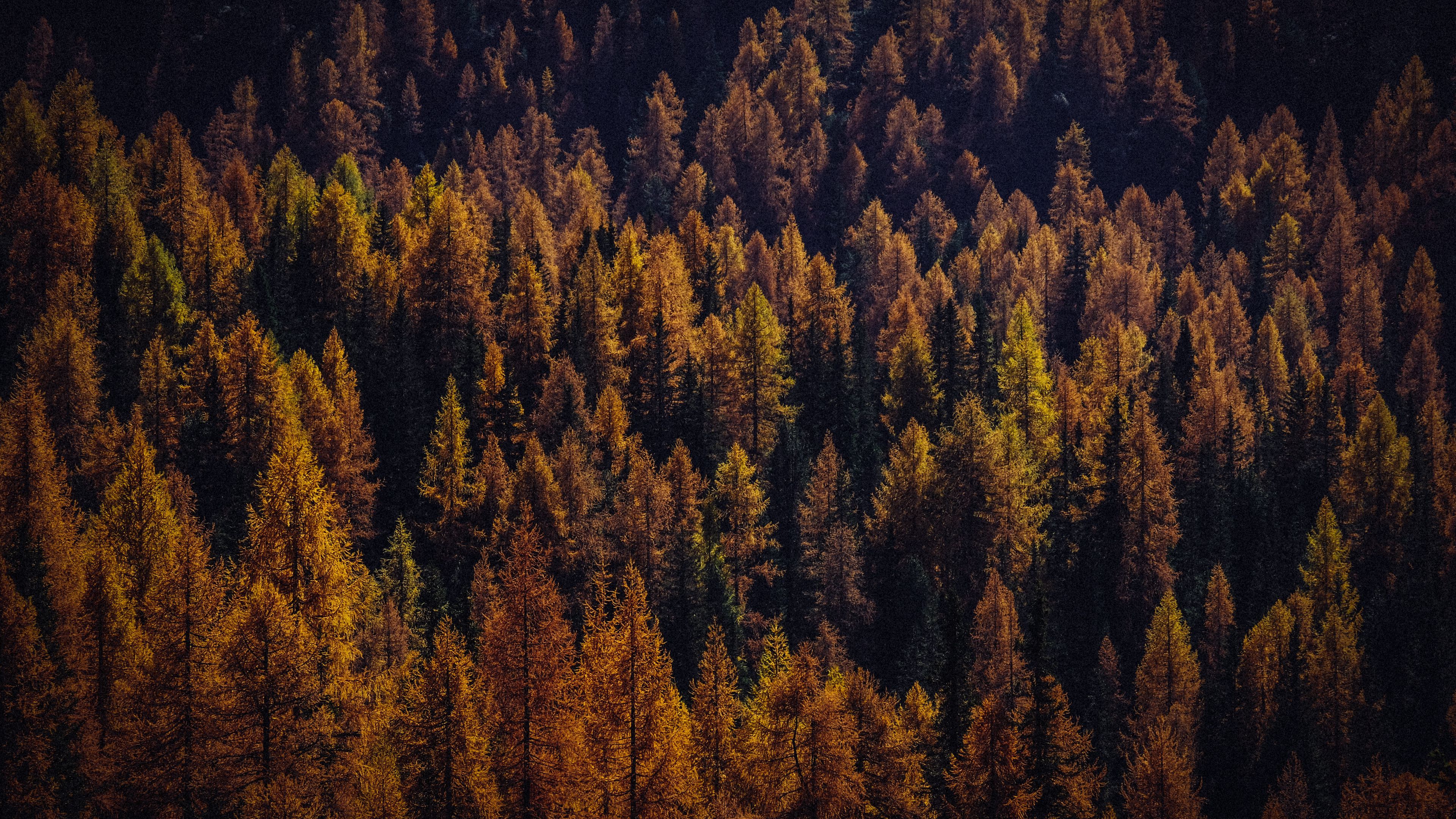 trees, aerial view, autumn, shadows, forest, 4k, HD Wallpaper