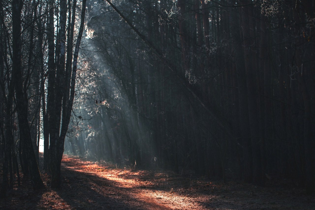 forest, fall, sun rays, road, HD Wallpaper