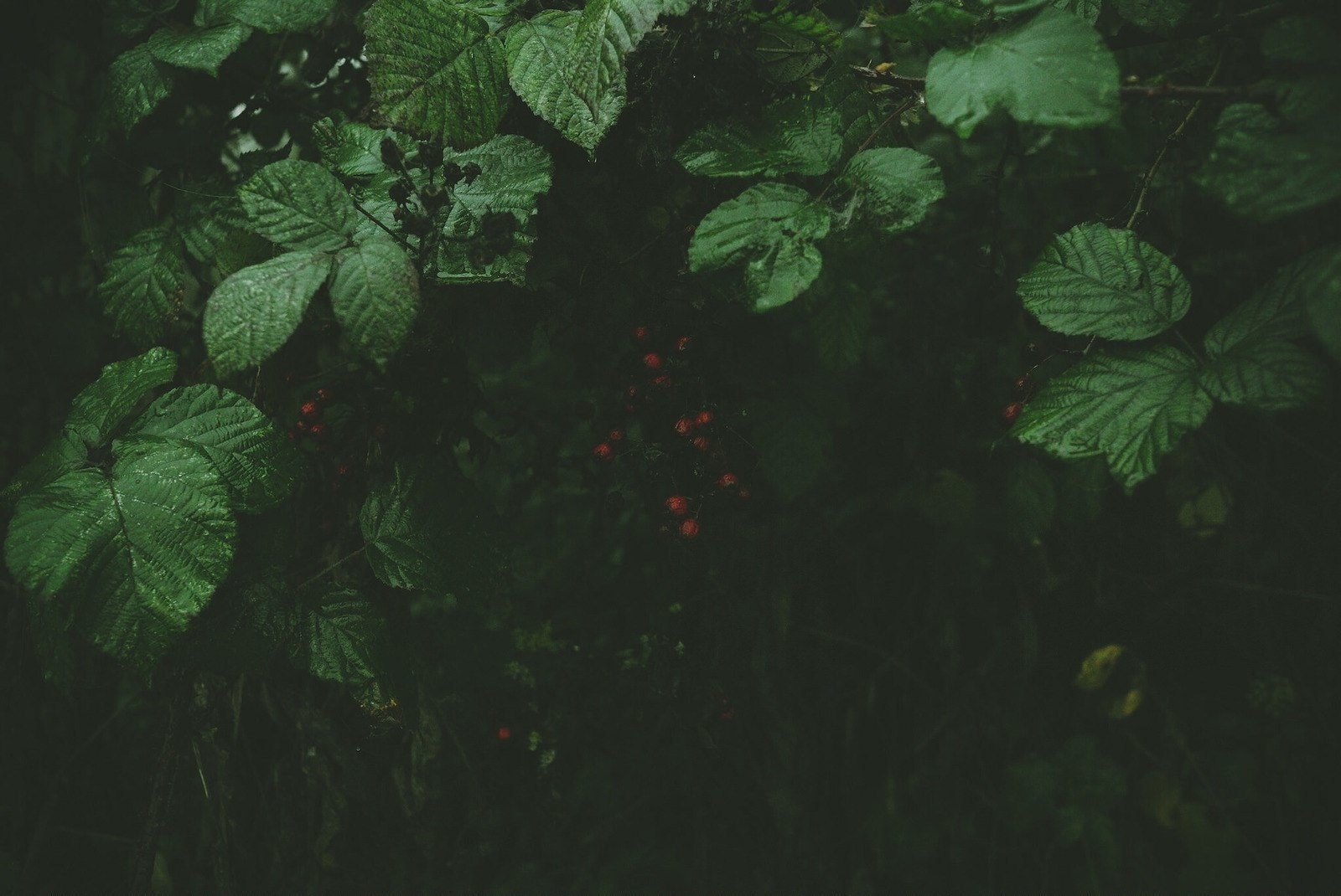 grass, forest, berries, HD Wallpaper