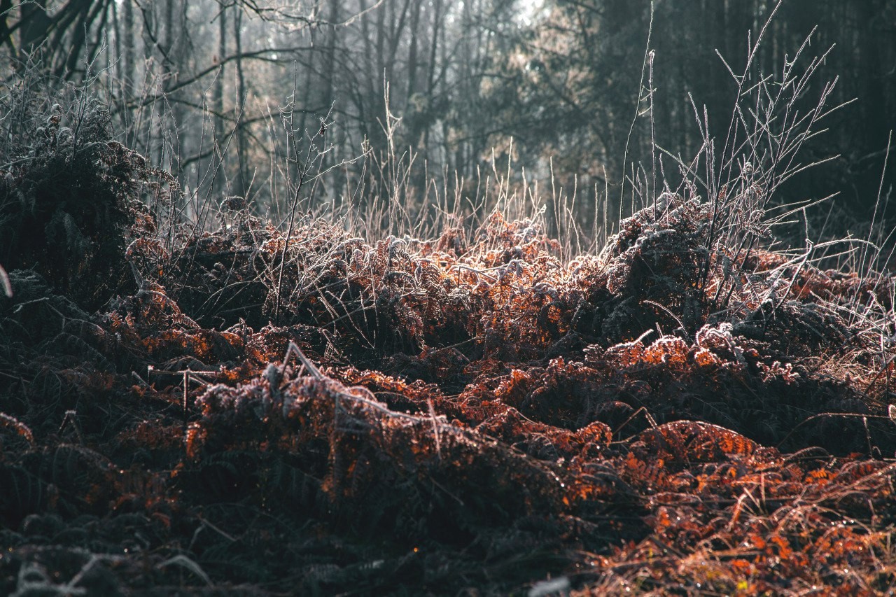 forest, hoarfrost, nature, trees, fall, HD Wallpaper