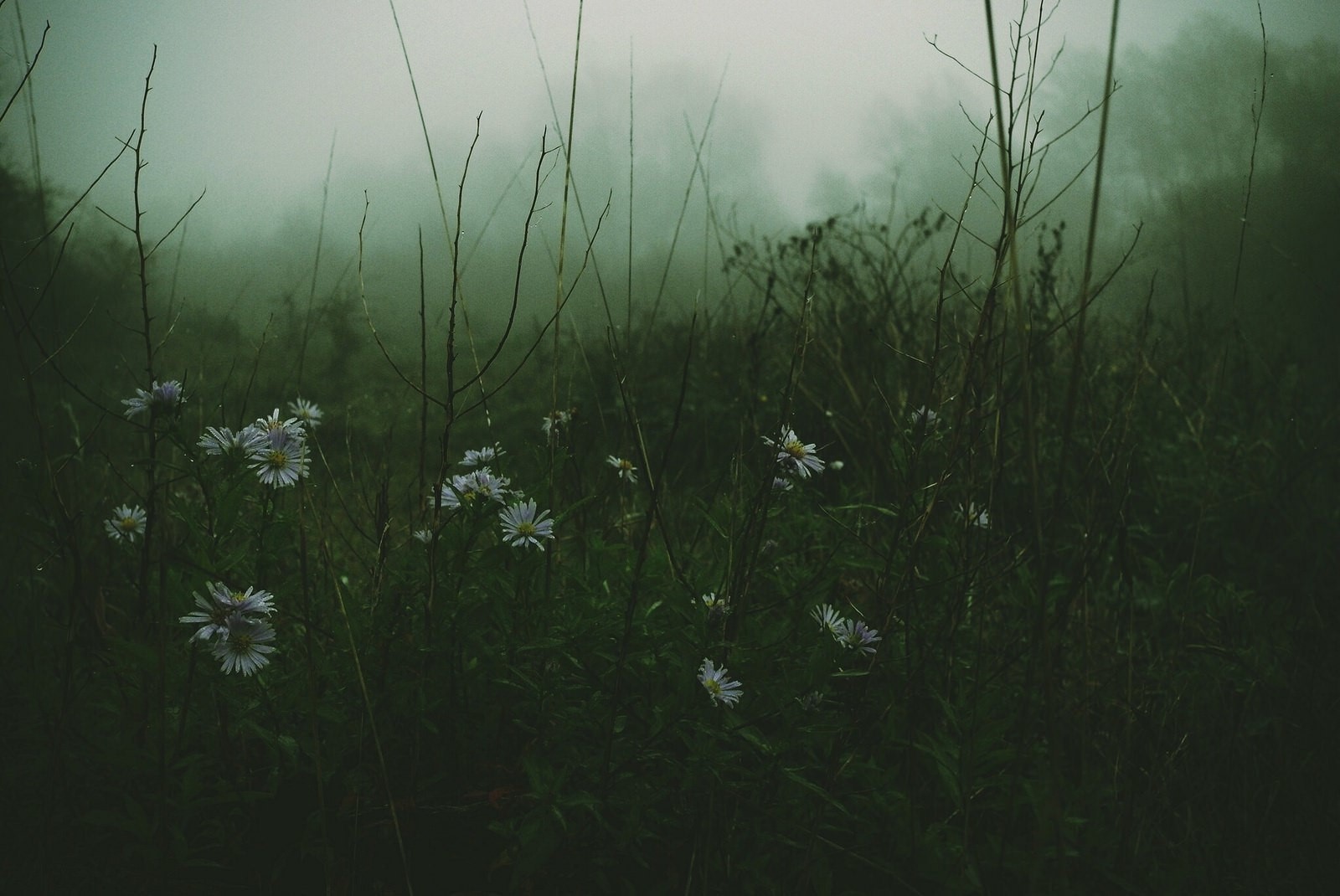 flowers, mist, forest, grass, HD Wallpaper