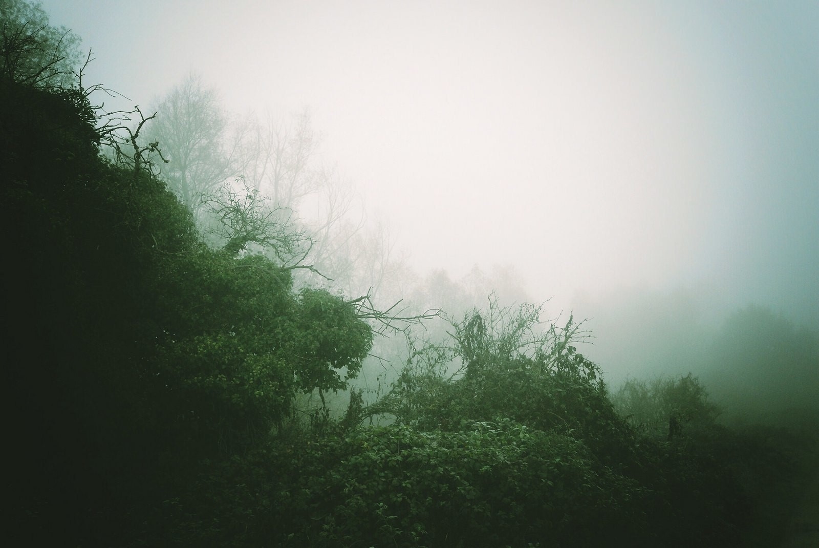 forest, mist, nature, trees, HD Wallpaper