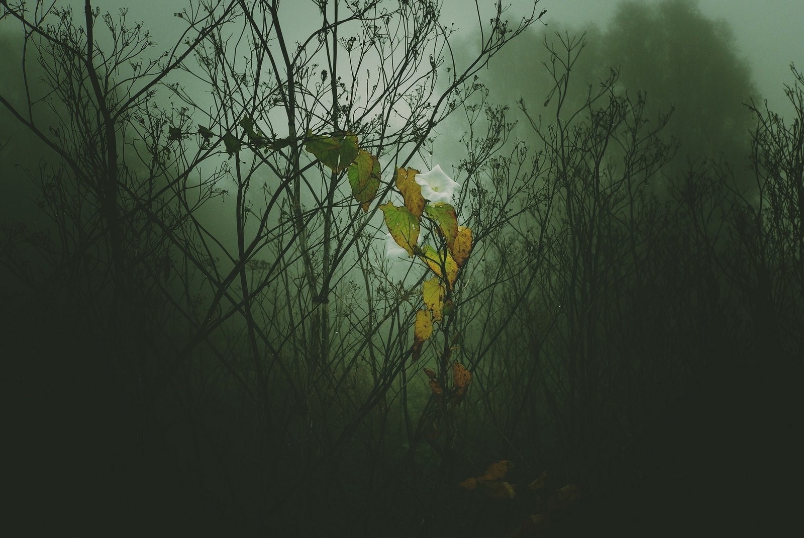 forest, trees, mist, green, HD Wallpaper