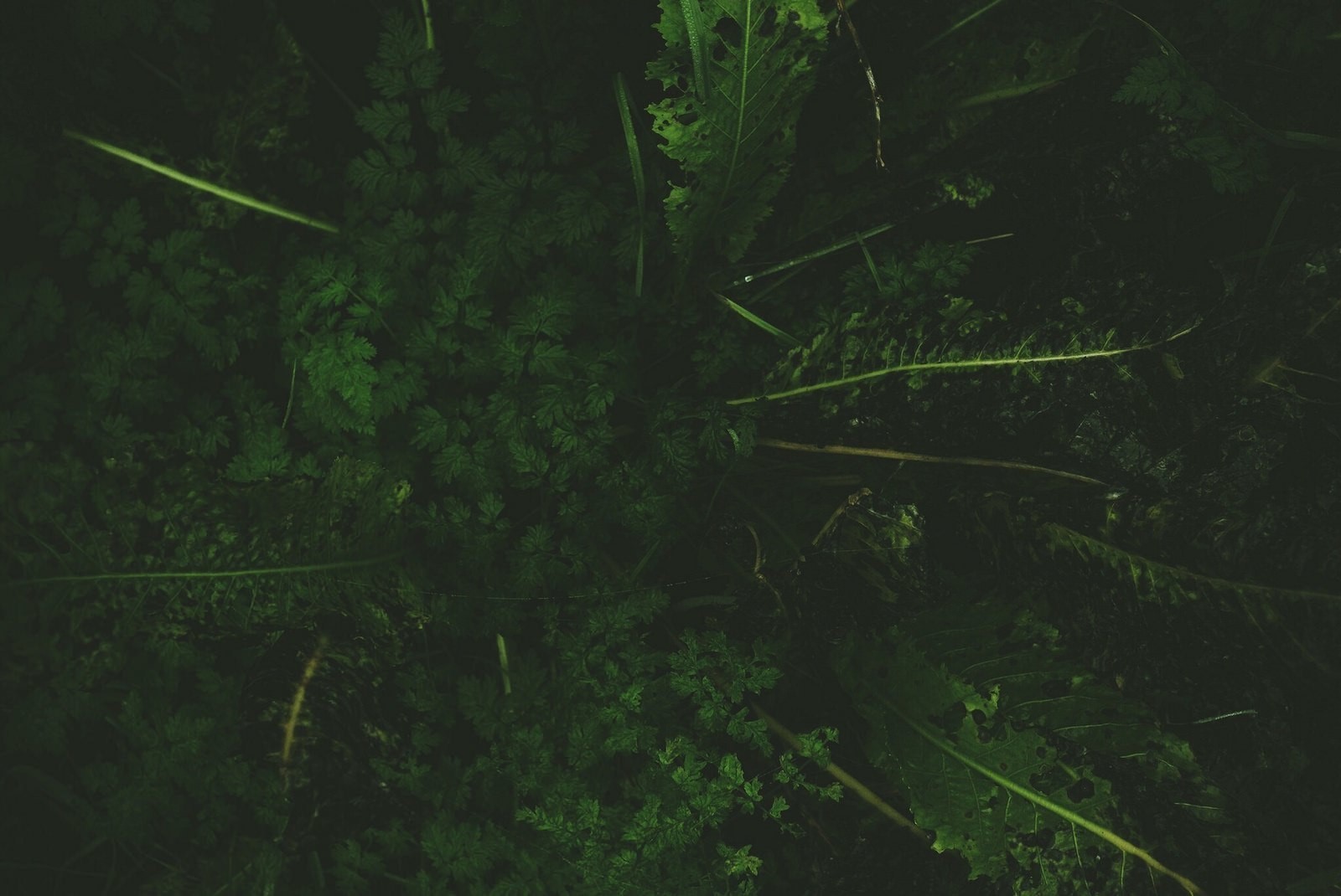 forest, grass, plants, green, leaves, HD Wallpaper