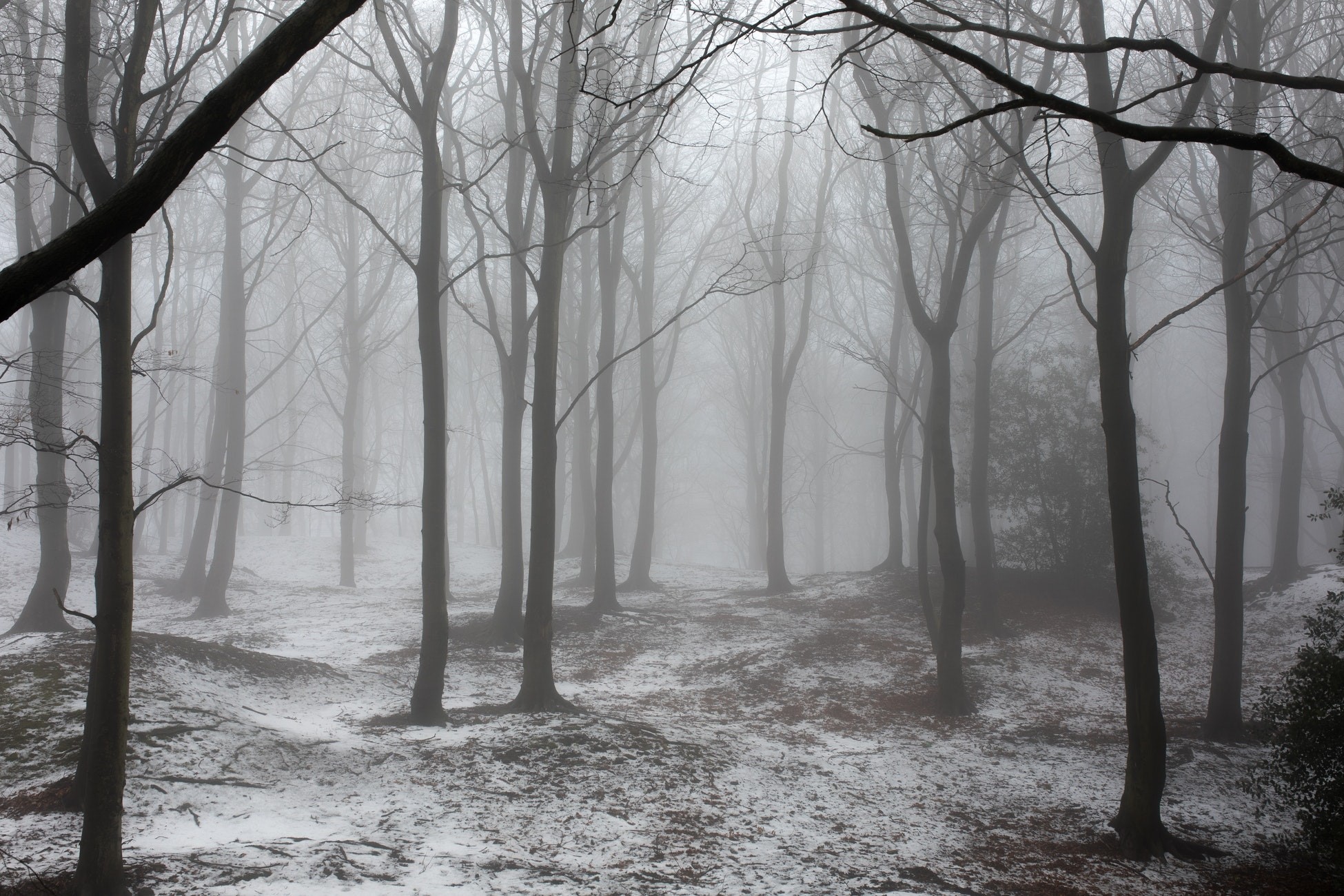 winter, snow, forest, mist, trees, HD Wallpaper