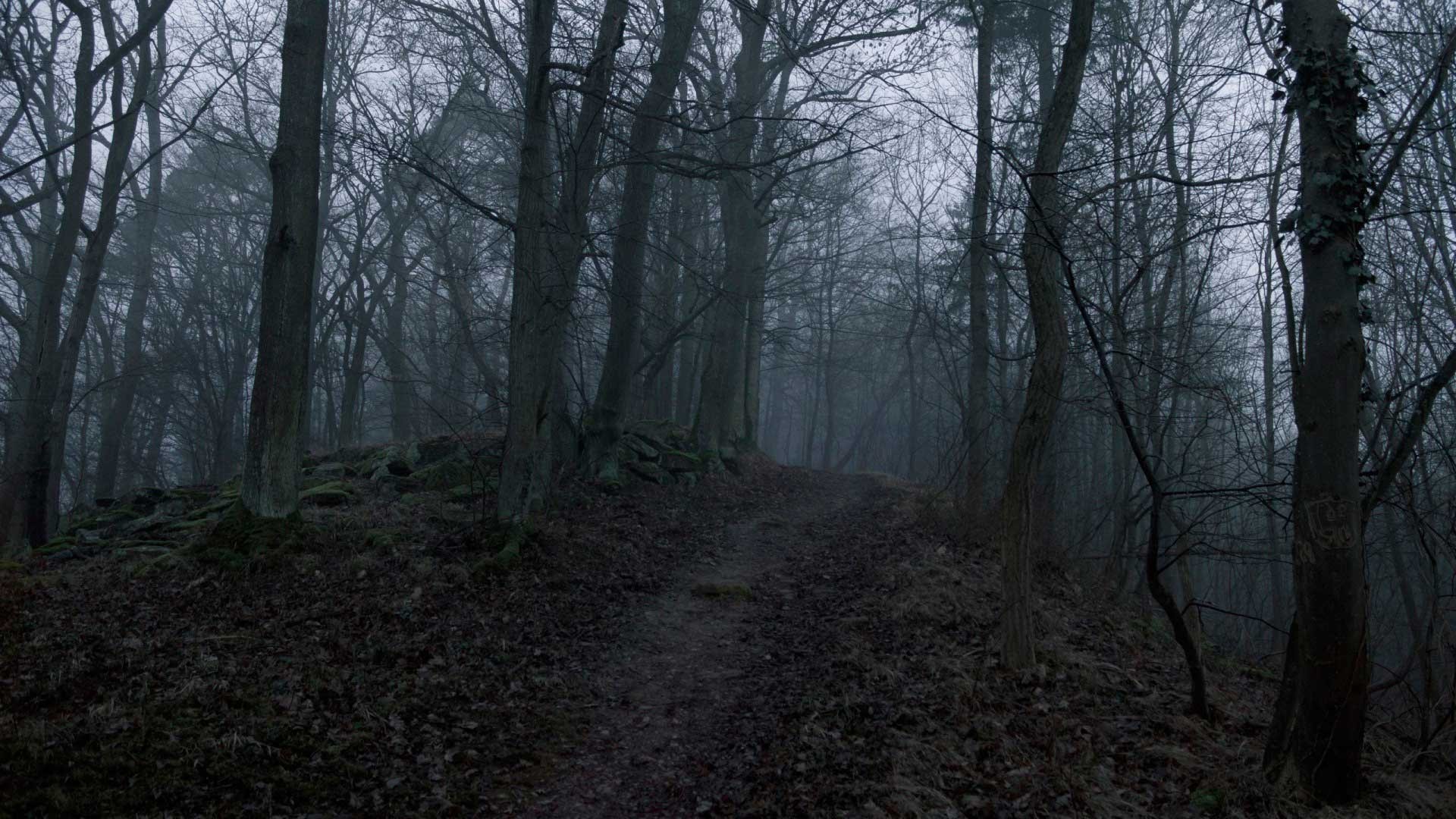forest, mist, trees, path, HD Wallpaper
