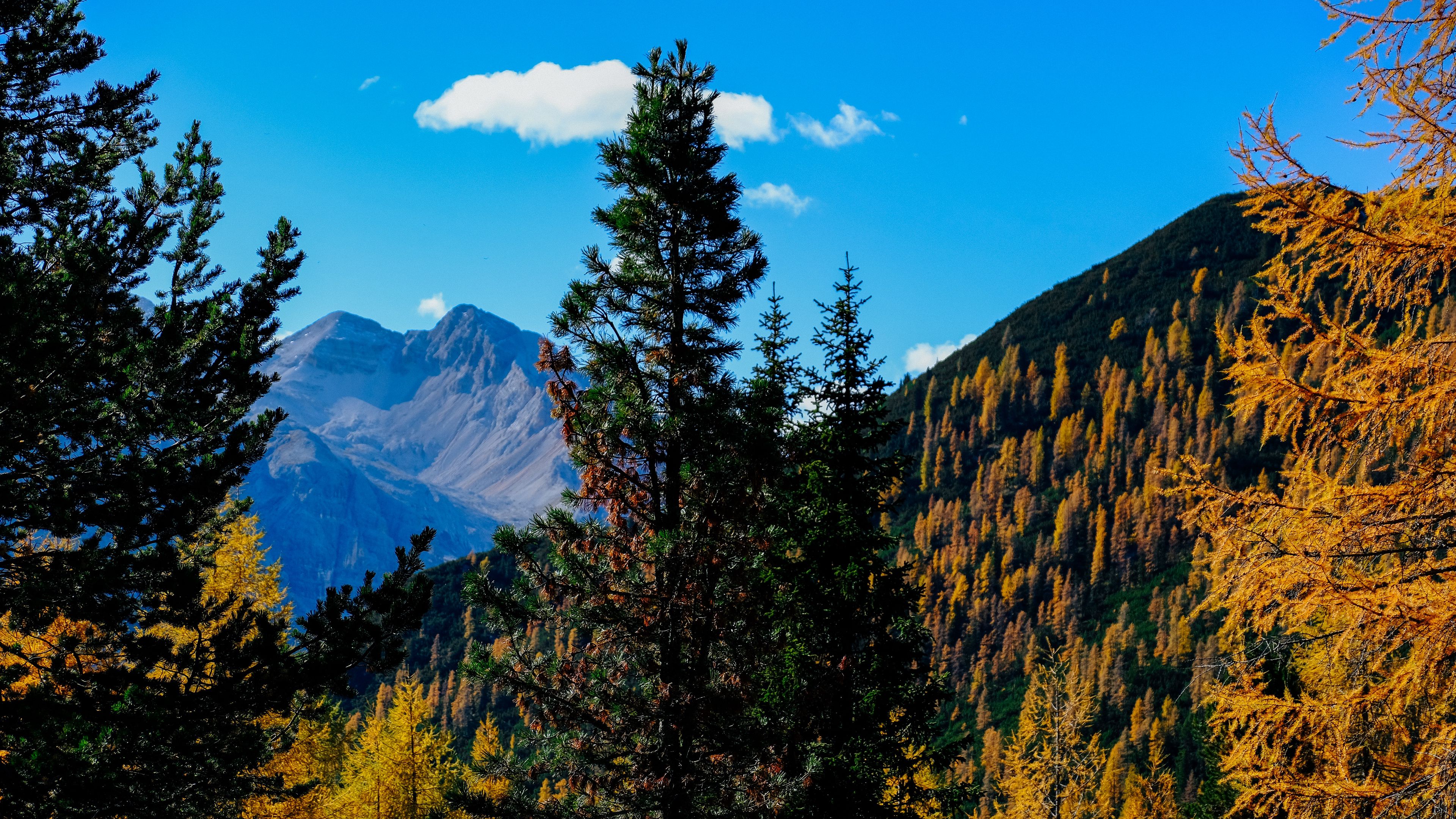 mountains, trees, autumn, landscape, branches, peak, 4k, HD Wallpaper