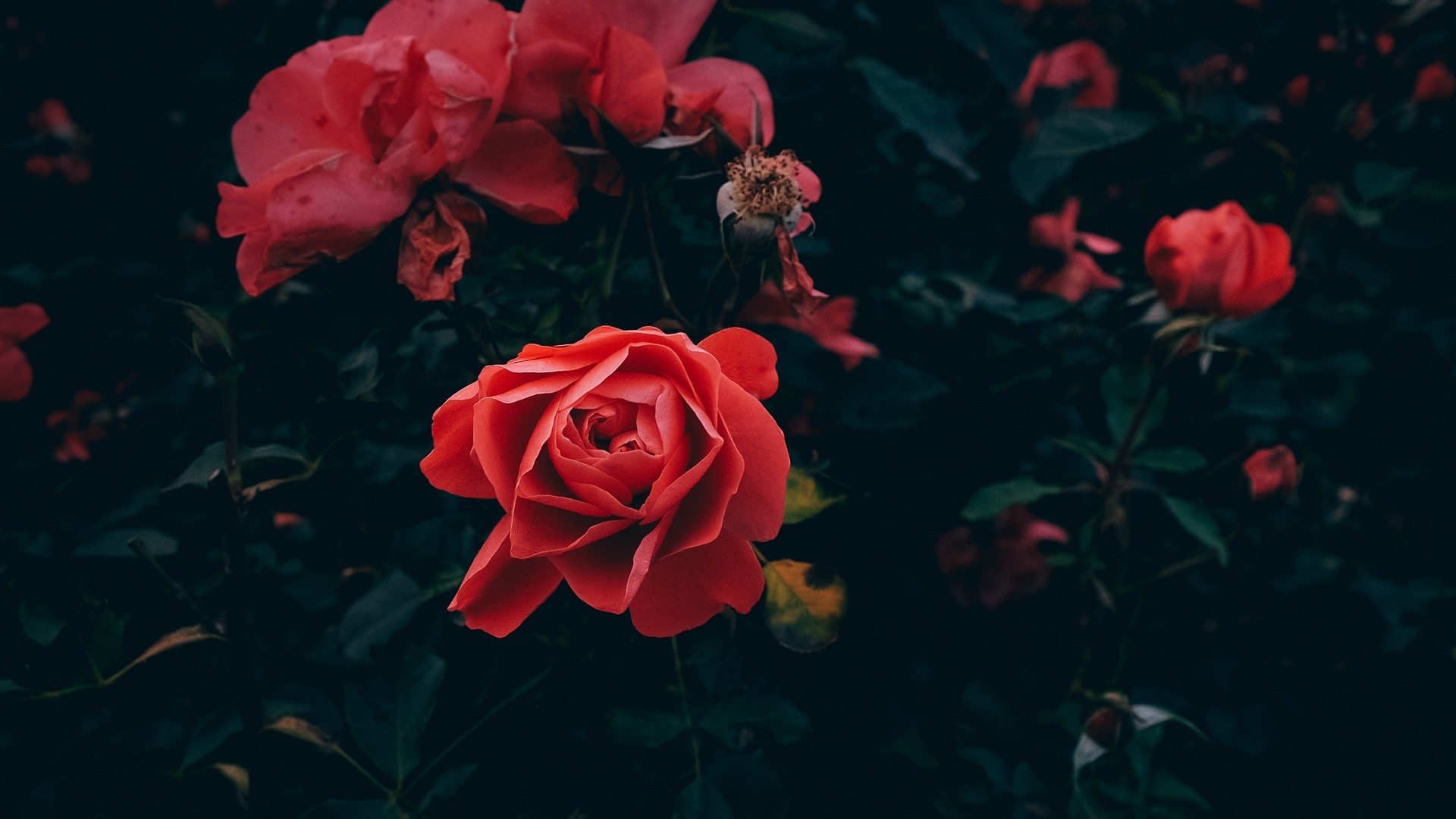 nature, plants, flowers, roses, red flowers, HD Wallpaper