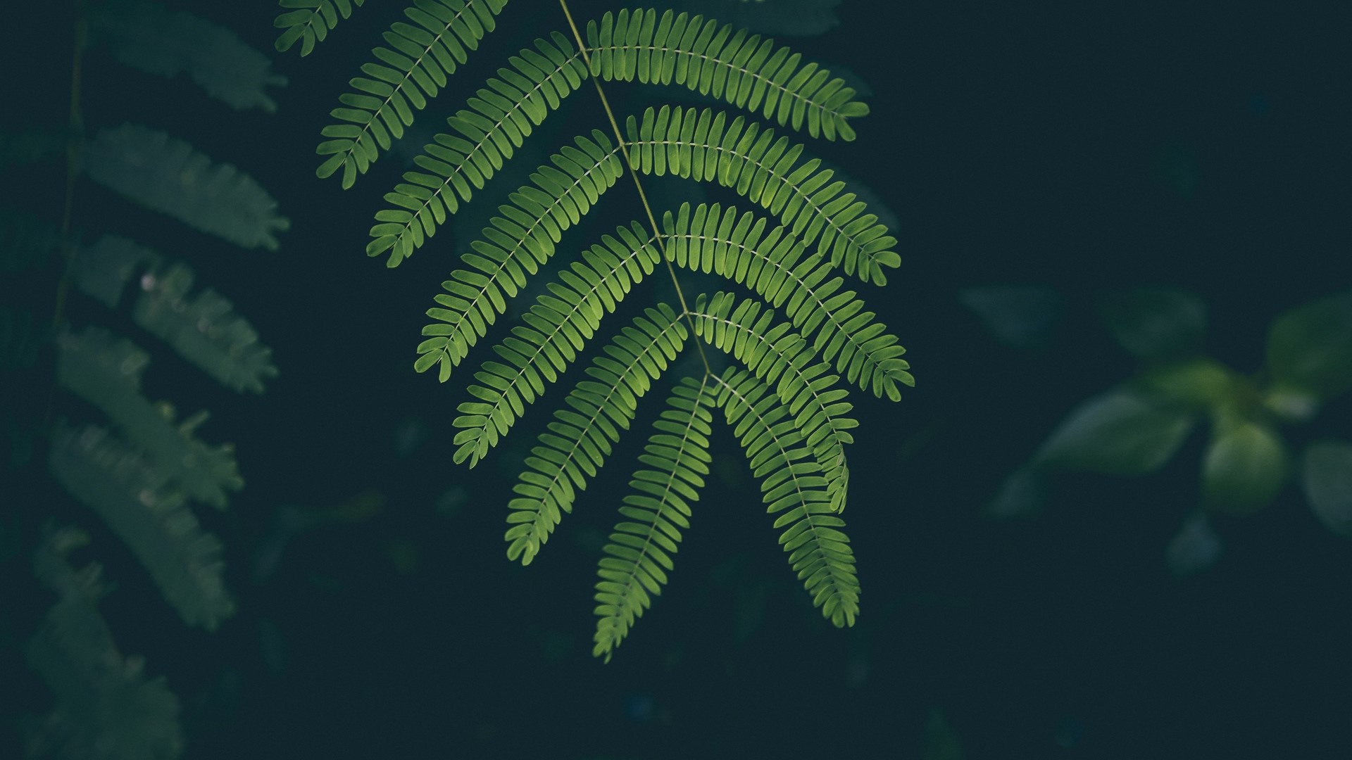 nature, plants, fern, leaves, HD Wallpaper