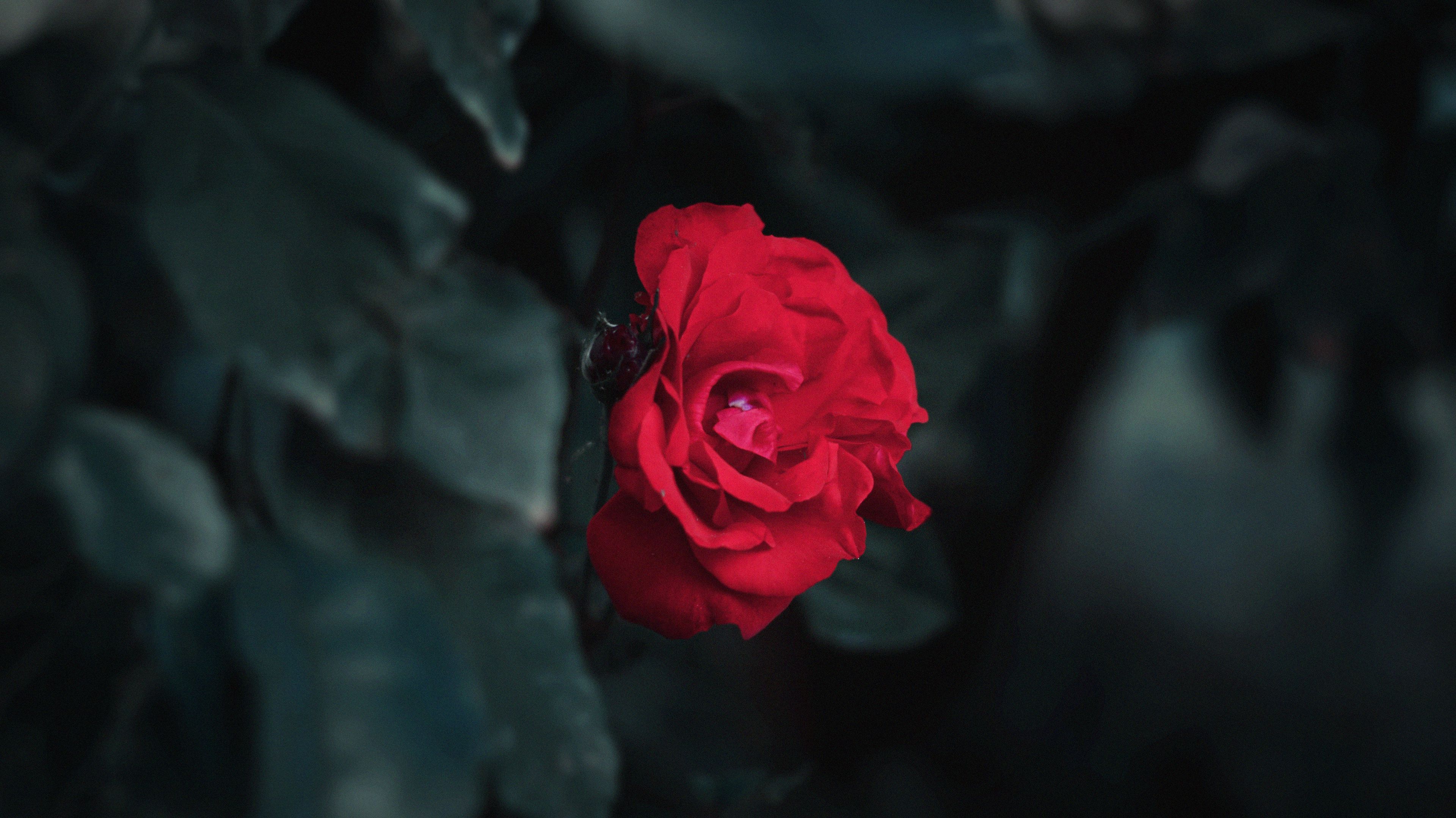 rose, red, garden, bud, bush, leaves, blur, 4k, HD Wallpaper