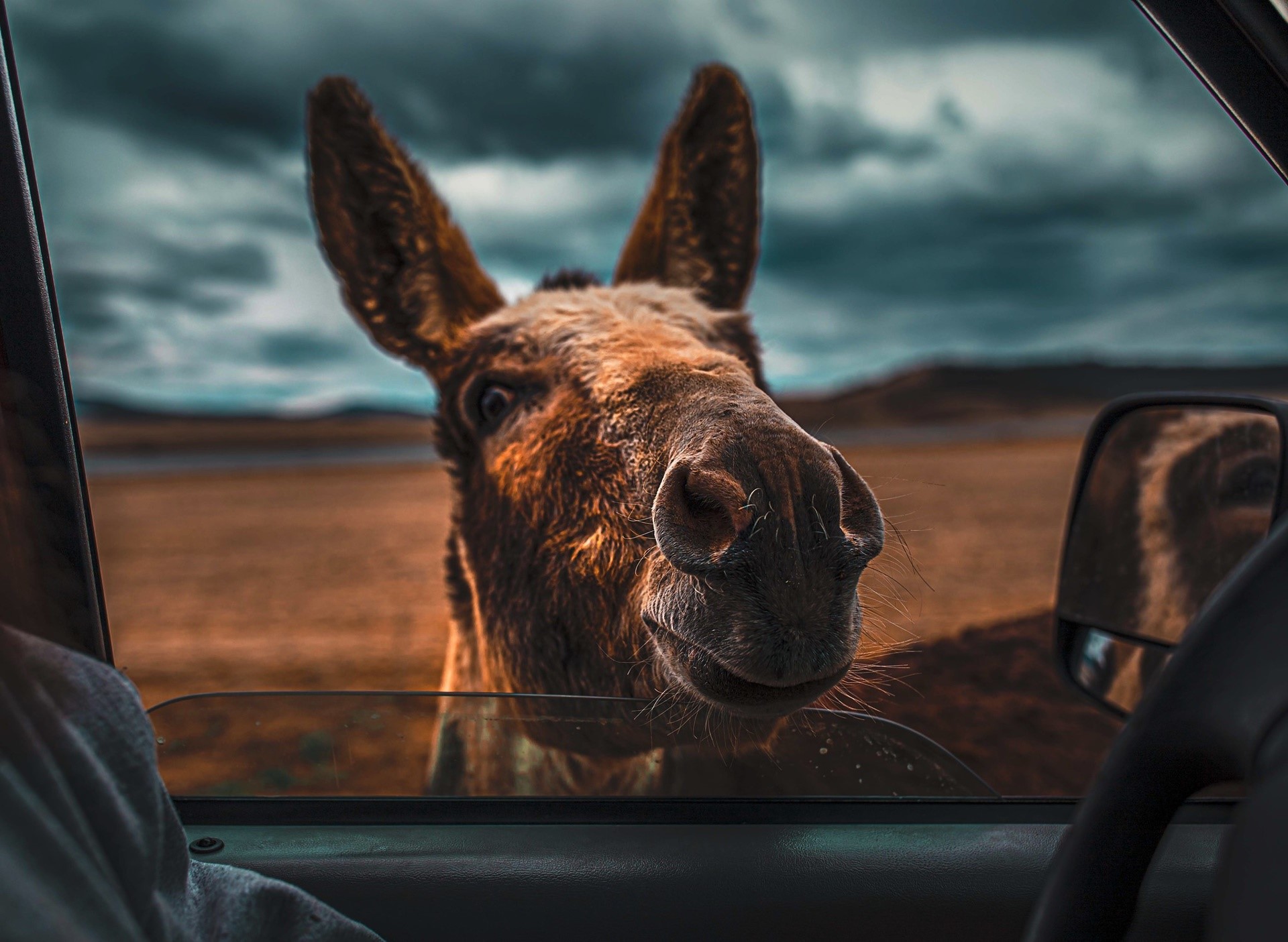 car, vehicle, animals, mammals, donkey, HD Wallpaper