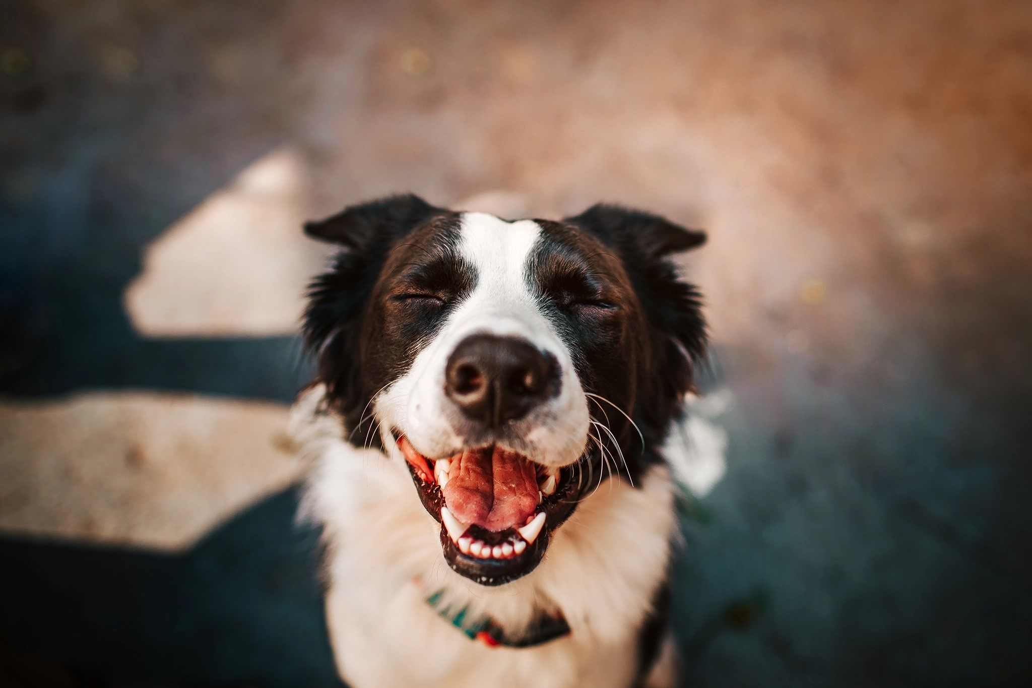 dog, animals, mammals, Border Collie, yawning, HD Wallpaper