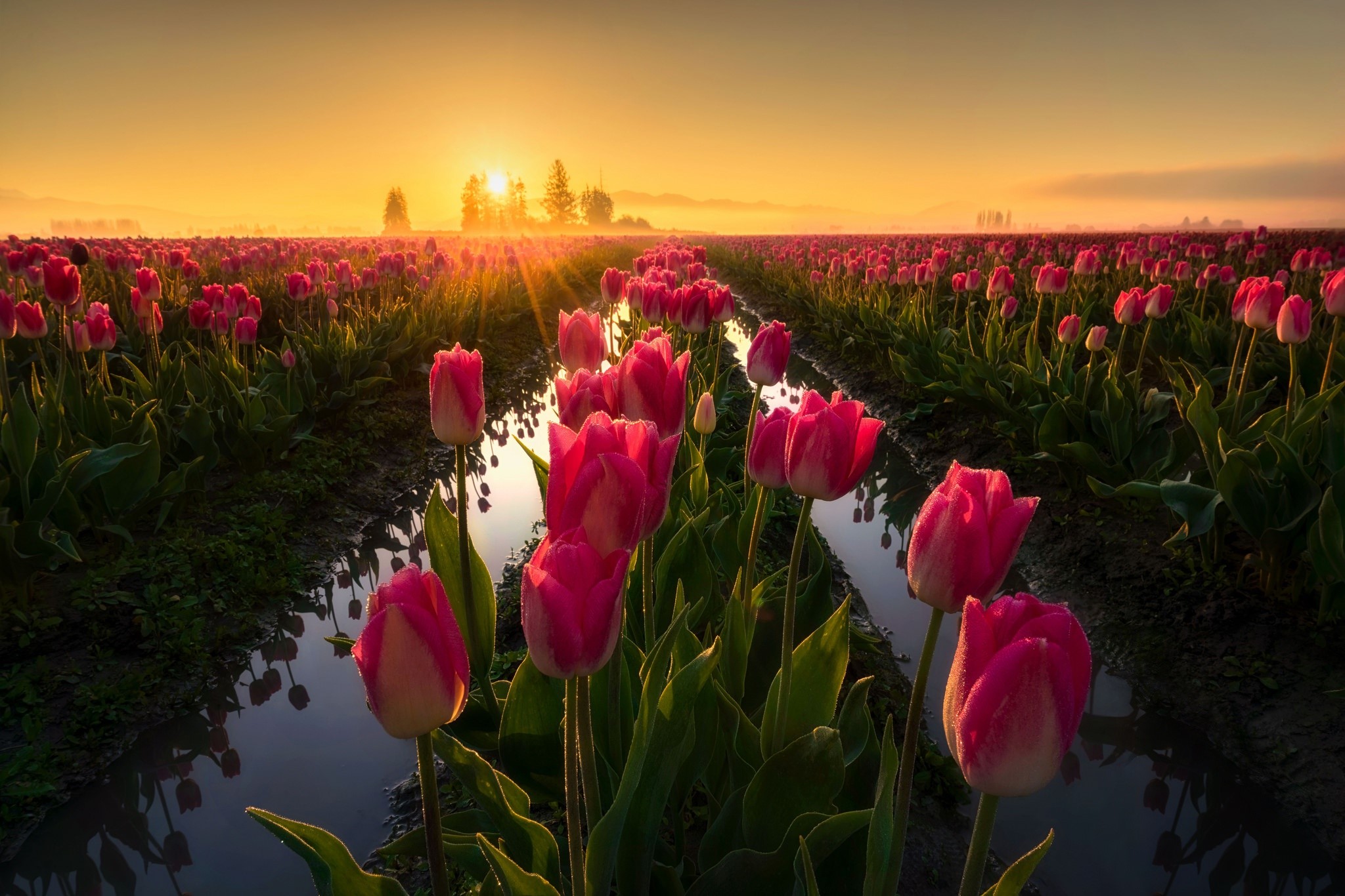 plants, field, flowers, Agro (Plants), tulips, Sun, HD Wallpaper