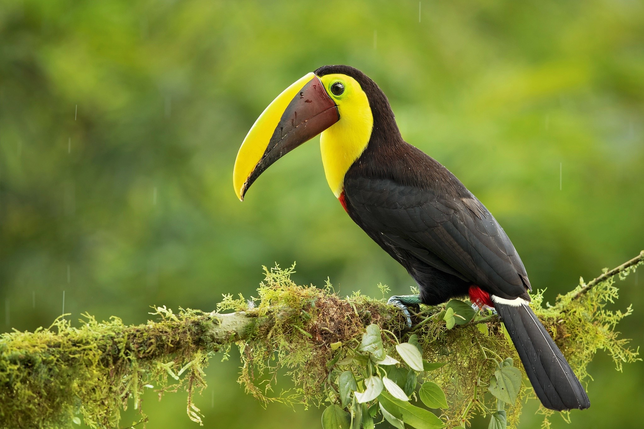 plants, birds, animals, HD Wallpaper