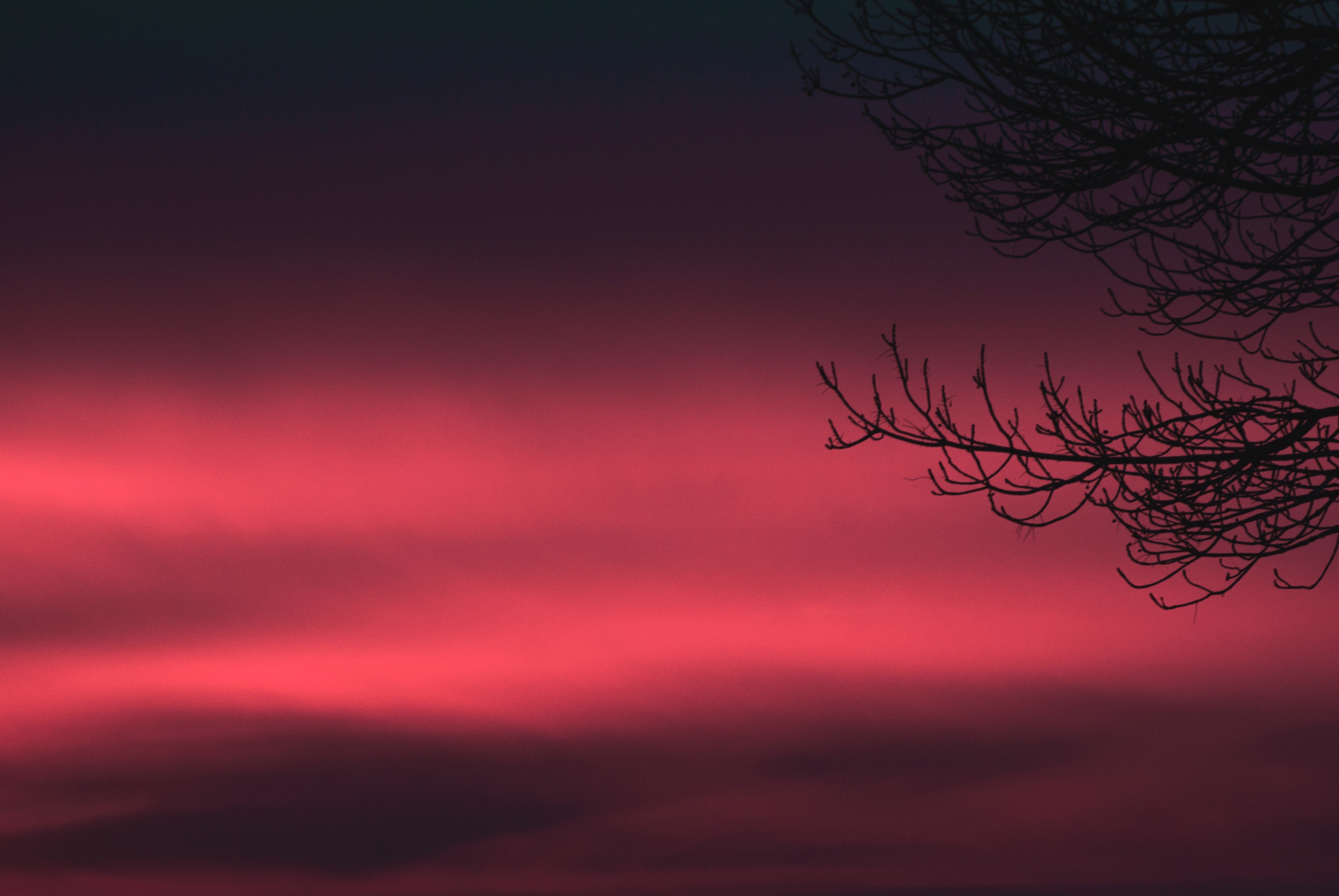 purple, pink, sky, branch, HD Wallpaper
