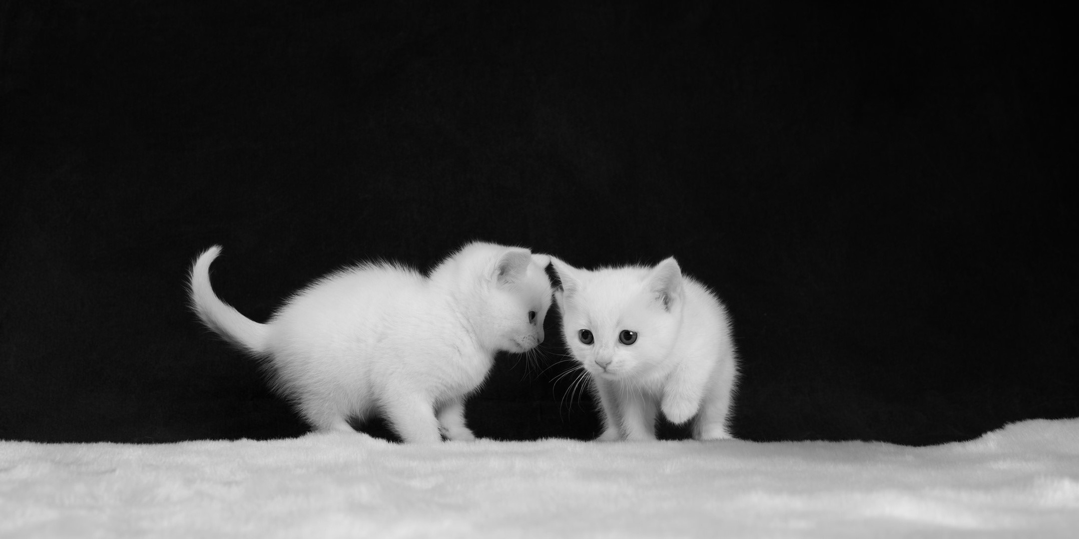 animals, cats, mammals, simple background, kittens, HD Wallpaper