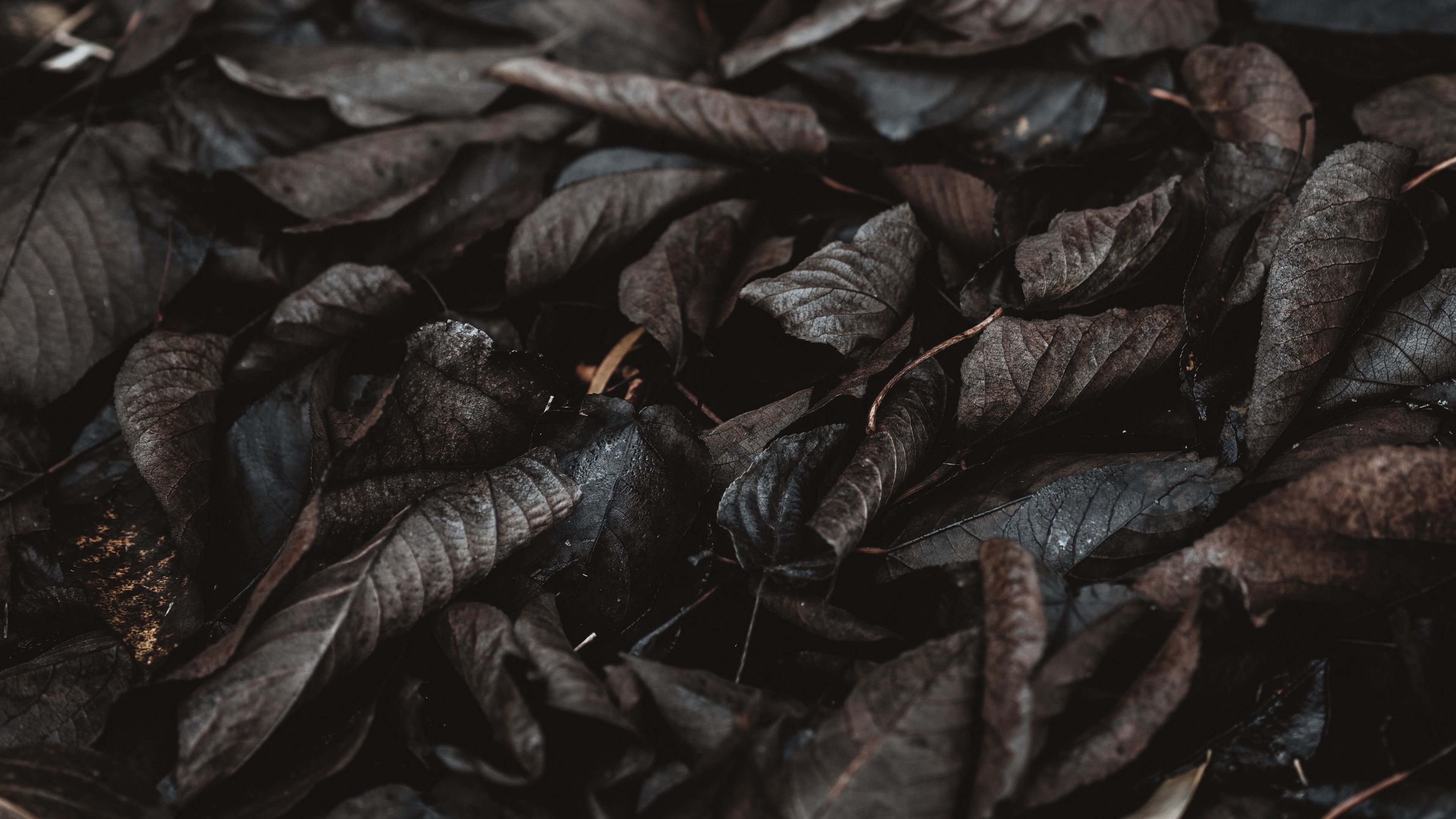 foliage, autumn, wet, dark, 4k, HD Wallpaper