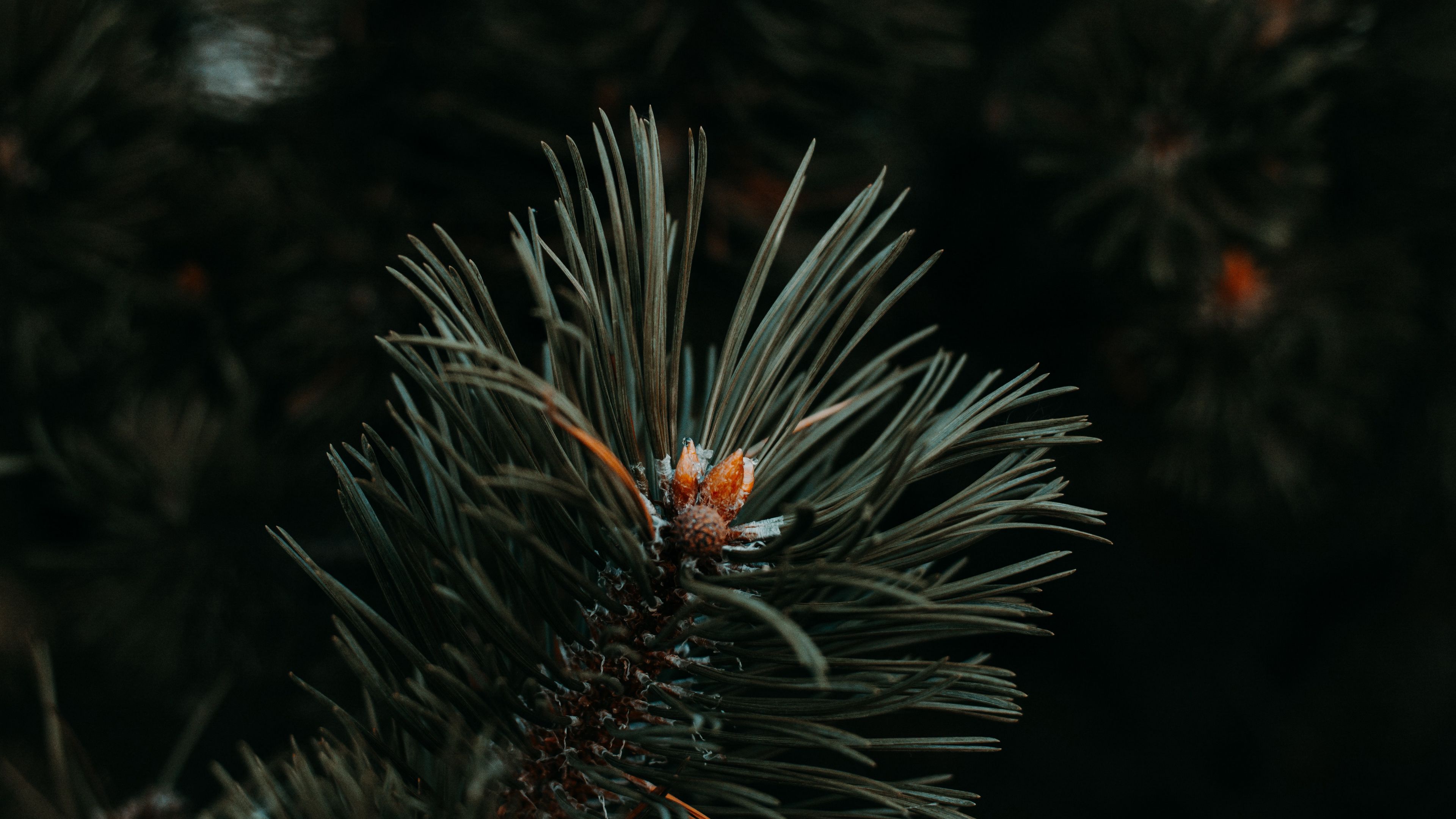 spruce, needles, branch, green, macro, 4k, HD Wallpaper