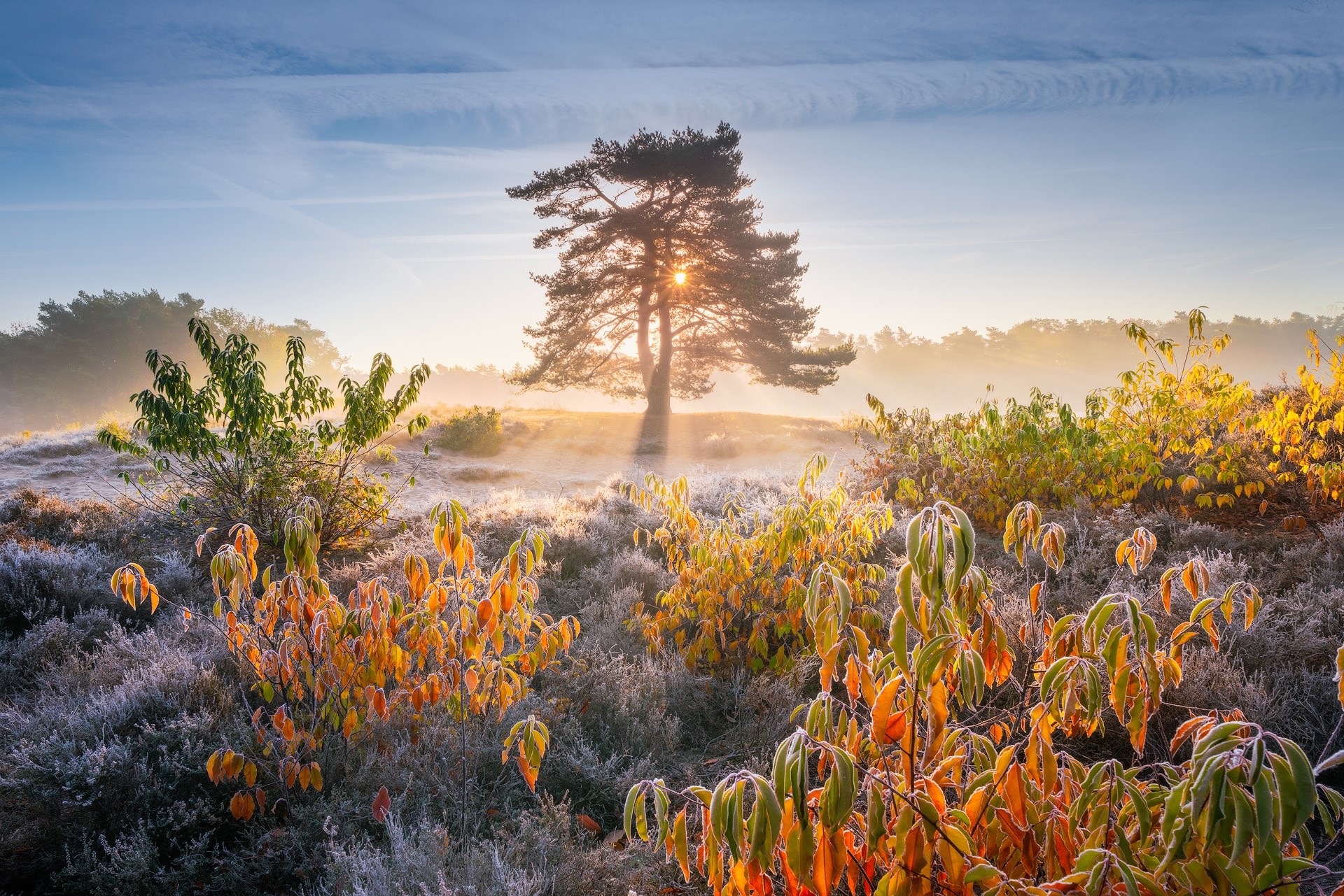 nature, plants, trees, landscape, winter, Sun, sunrise, frost, colorful, sunlight, vibrant, HD Wallpaper