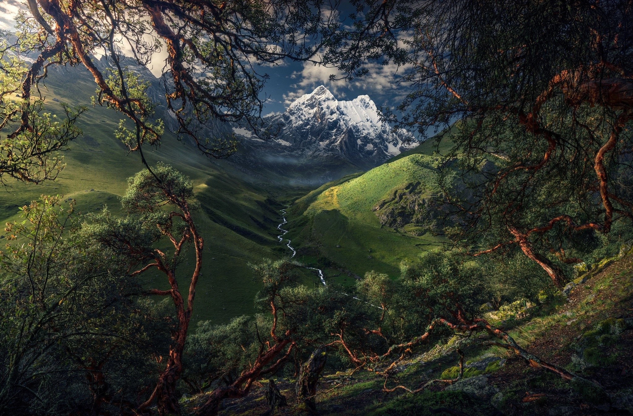 nature, landscape, plants, trees, mountains, South America, HD Wallpaper