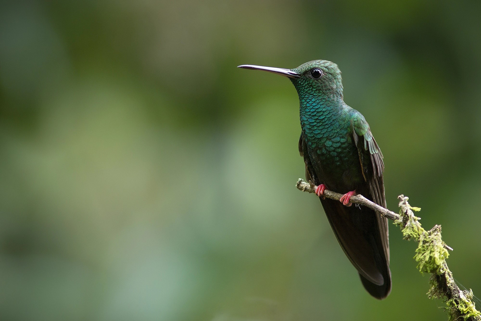 animals, birds, colibri (bird), HD Wallpaper