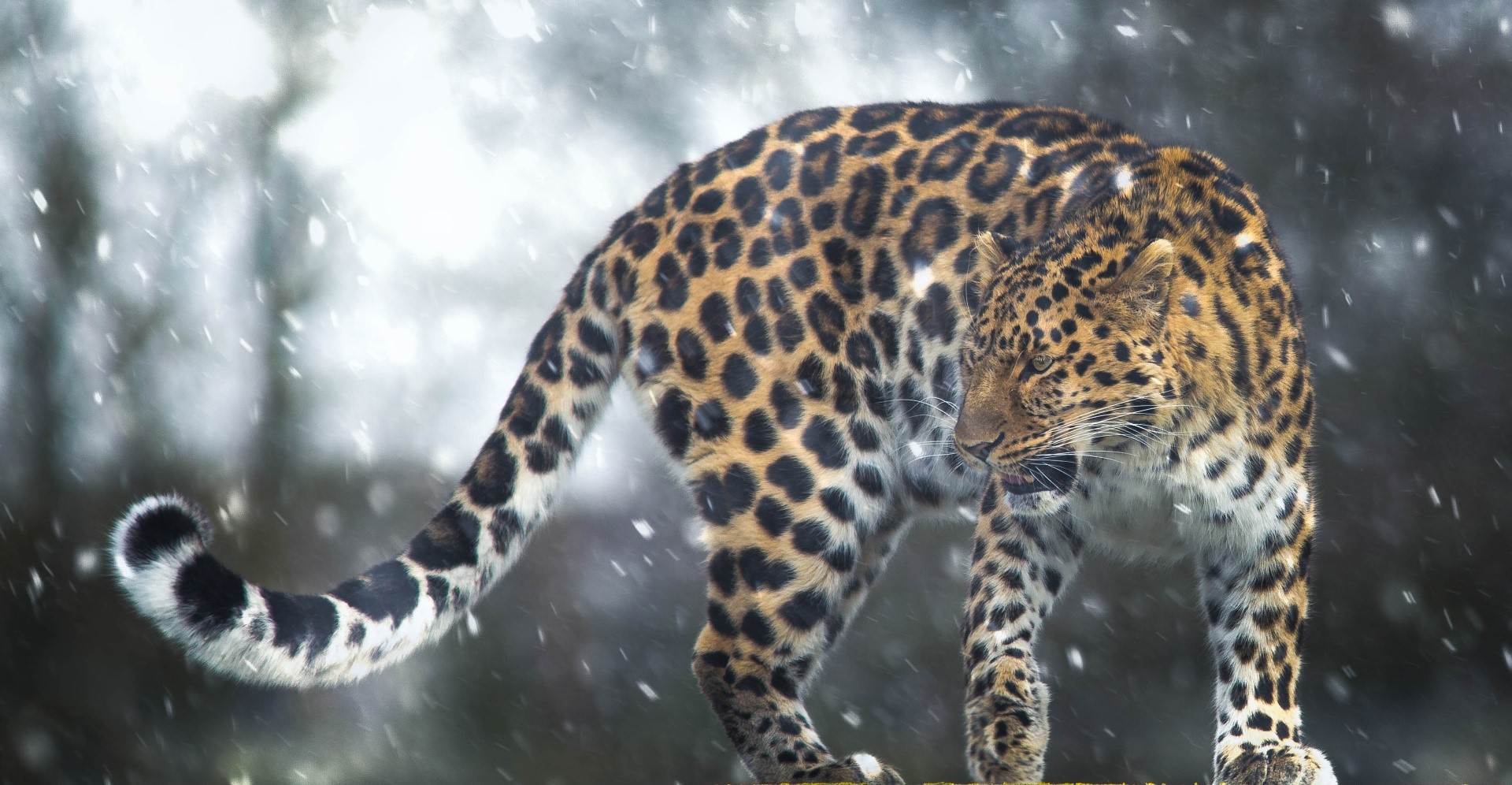 leopard (animal), big cats, animals, mammals, cats, HD Wallpaper