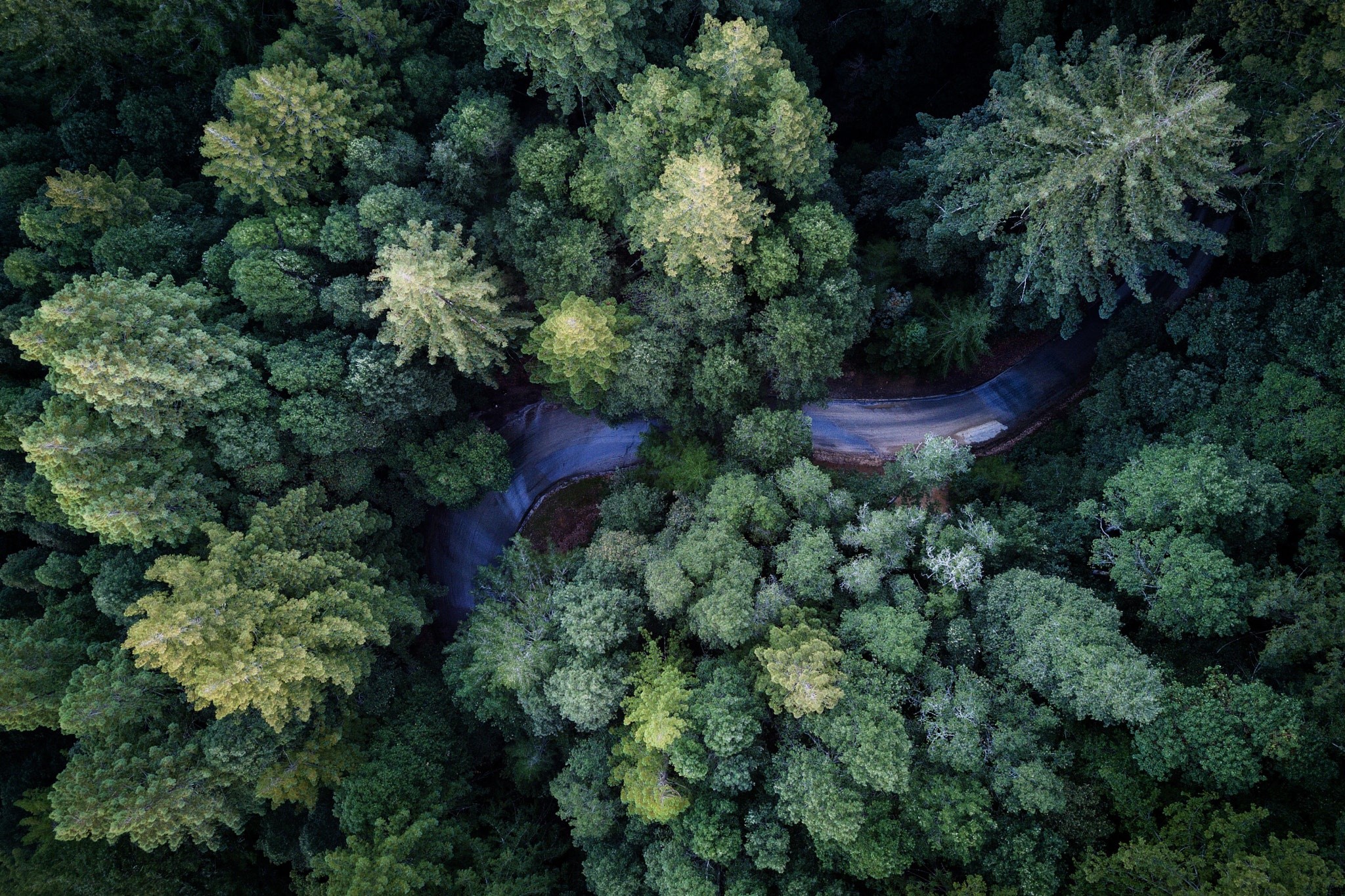 aerial view, plants, trees, outdoors, road, forest, HD Wallpaper