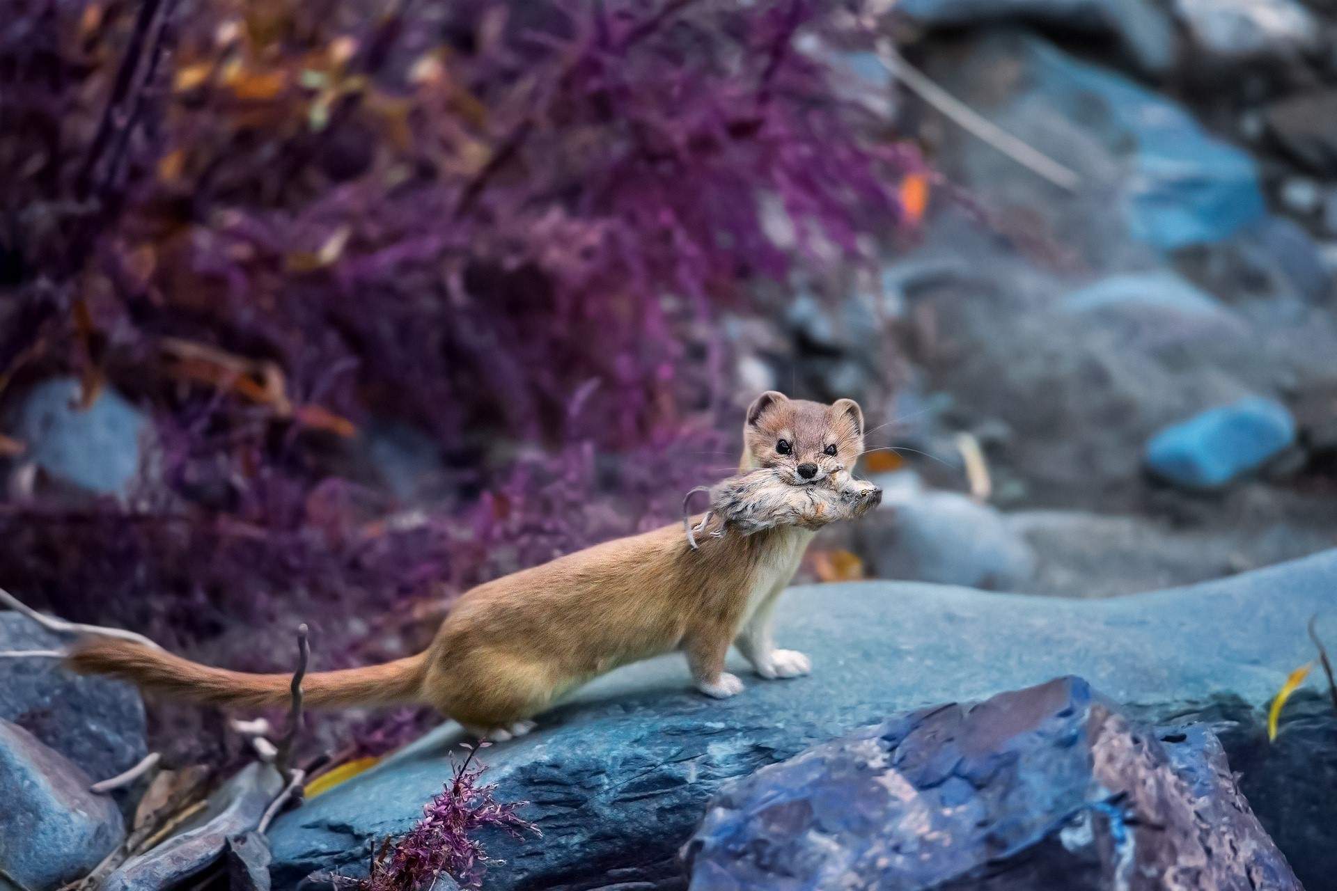 animals, nature, mammals, HD Wallpaper